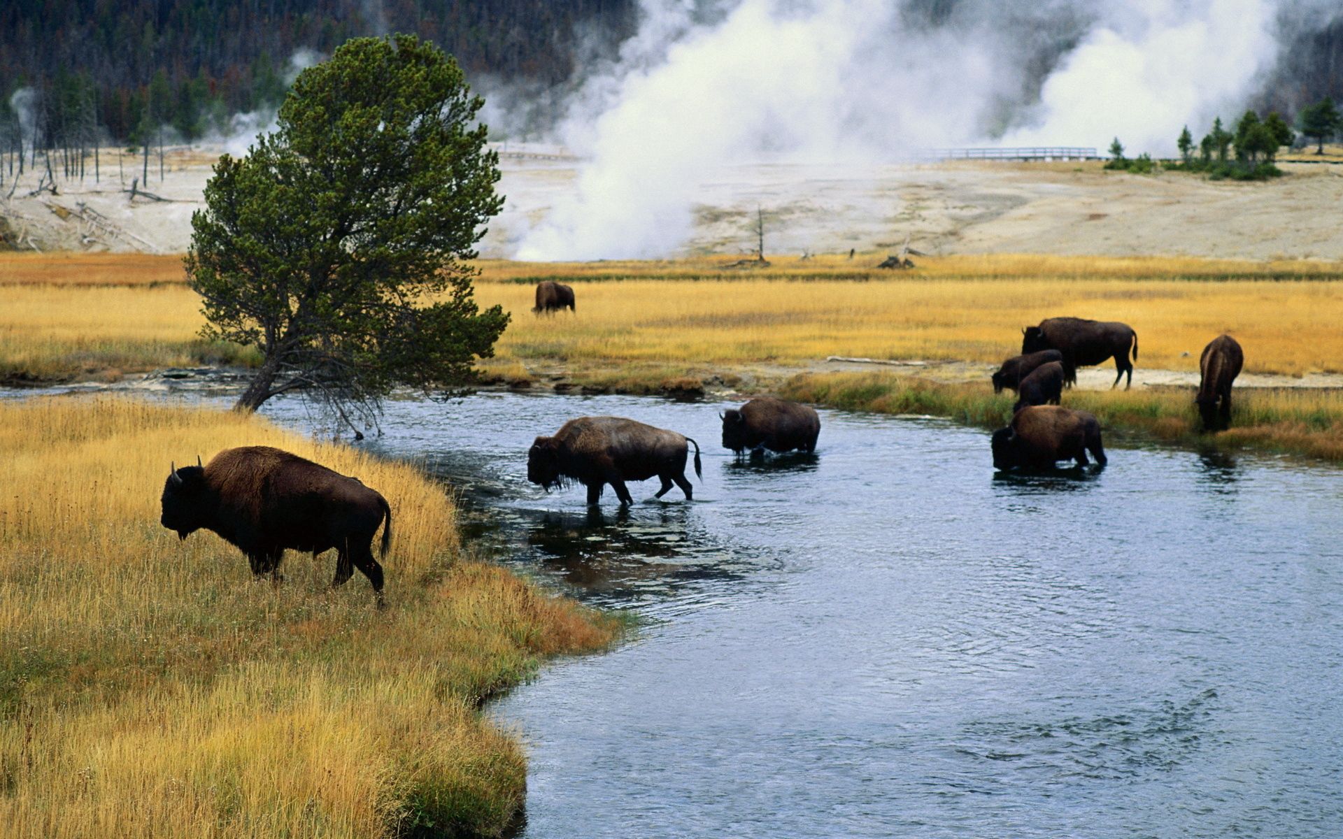 Mobile wallpaper: Transition, Aurochs, Bison, Animals, Rivers, Fire, 119446  download the picture for free.