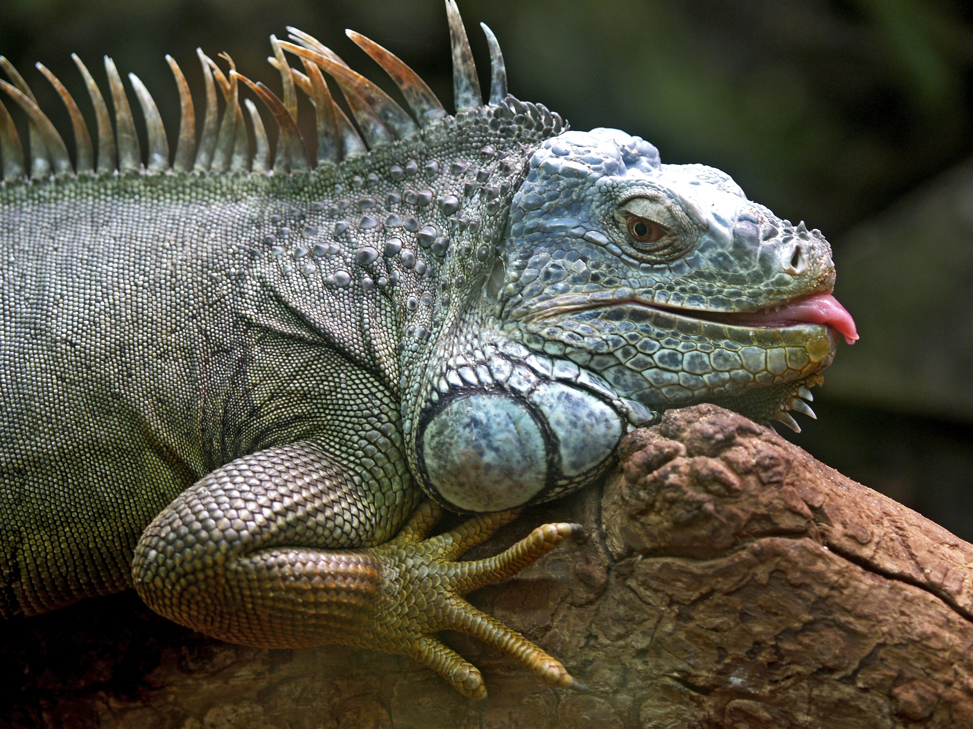 93300 Hintergrundbilder und Iguana Bilder auf dem Desktop. Laden Sie tiere, reptil, reptile, eidechse Bildschirmschoner kostenlos auf den PC herunter