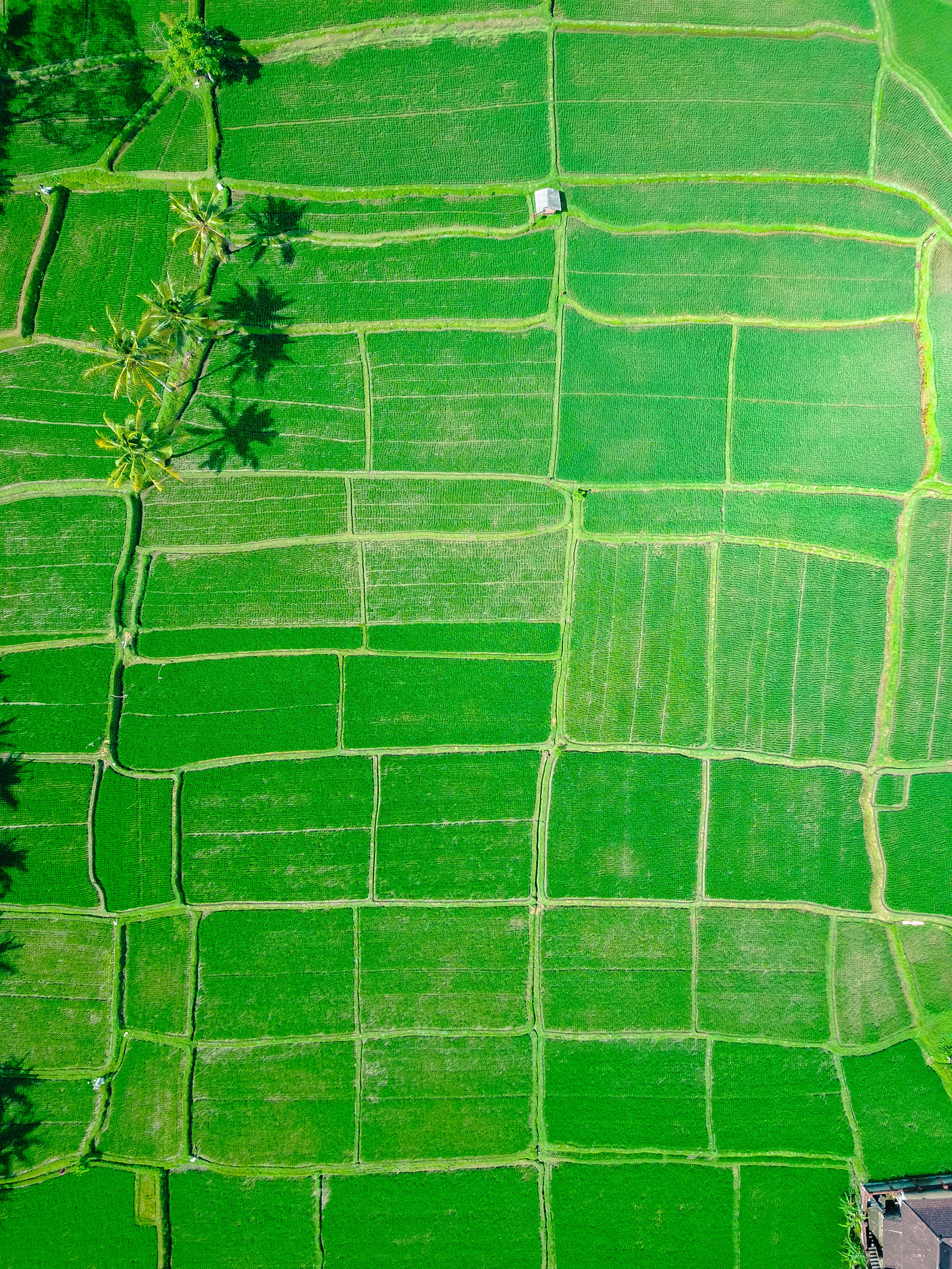 PC Wallpapers green, indonesia, fields, nature Palms