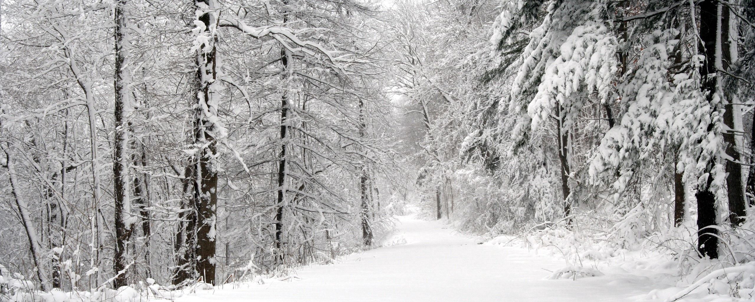 1080p pic snow, winter, whiteness, white