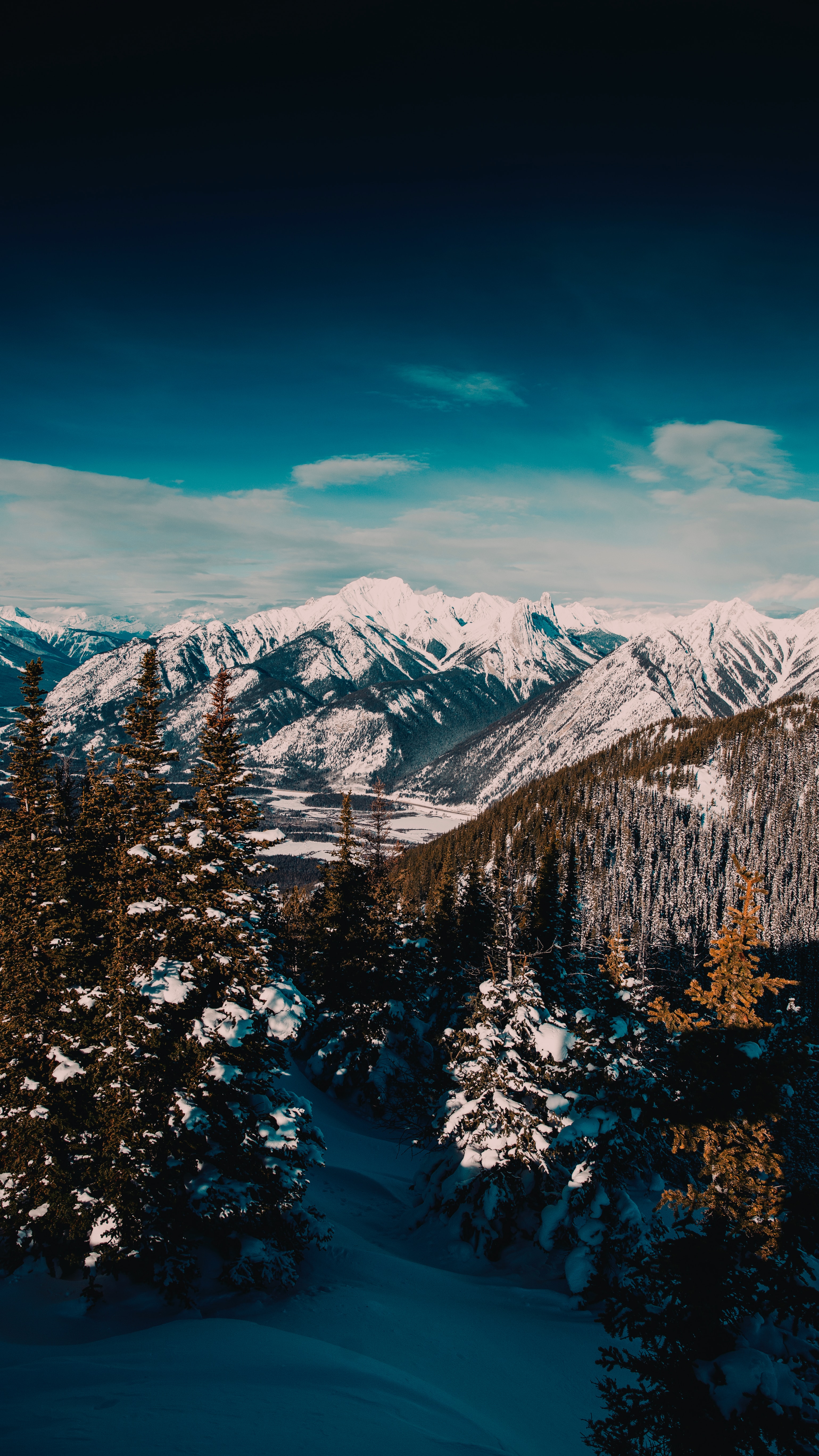 pine, landscape, nature, mountains, snow, forest cellphone