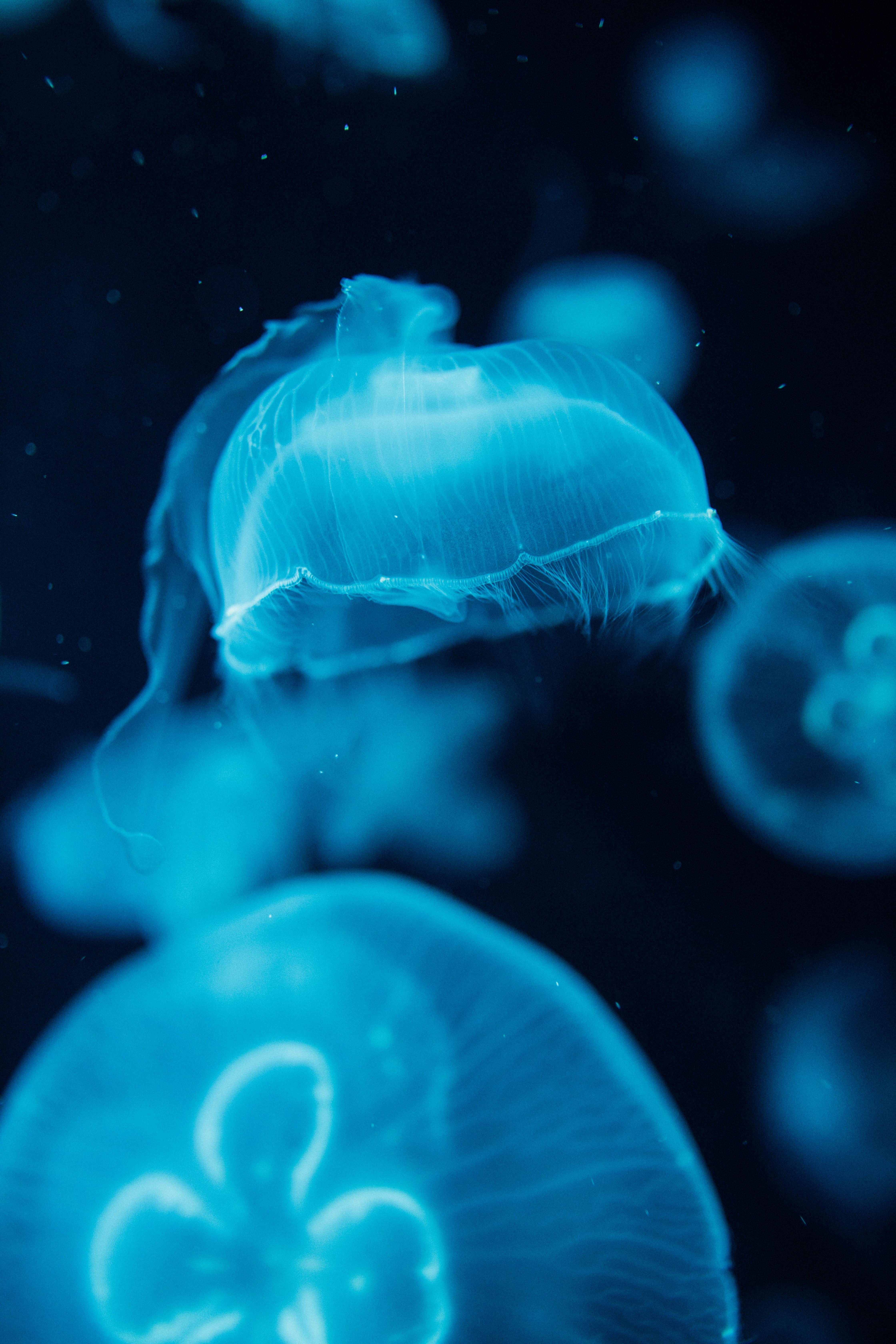 Laden Sie Jellyfish HD-Desktop-Hintergründe herunter