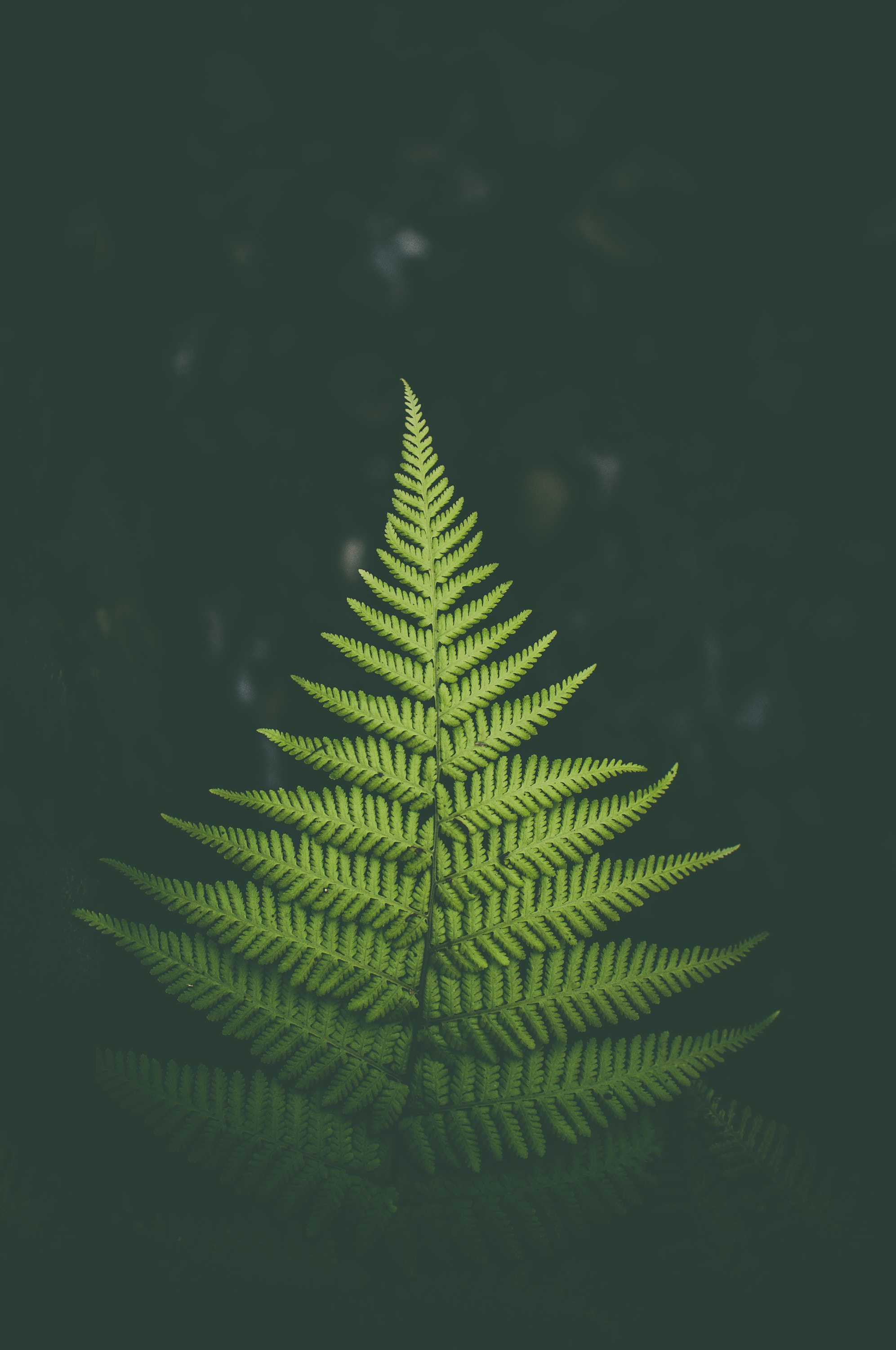 iPhone background green, sheet, nature, leaf