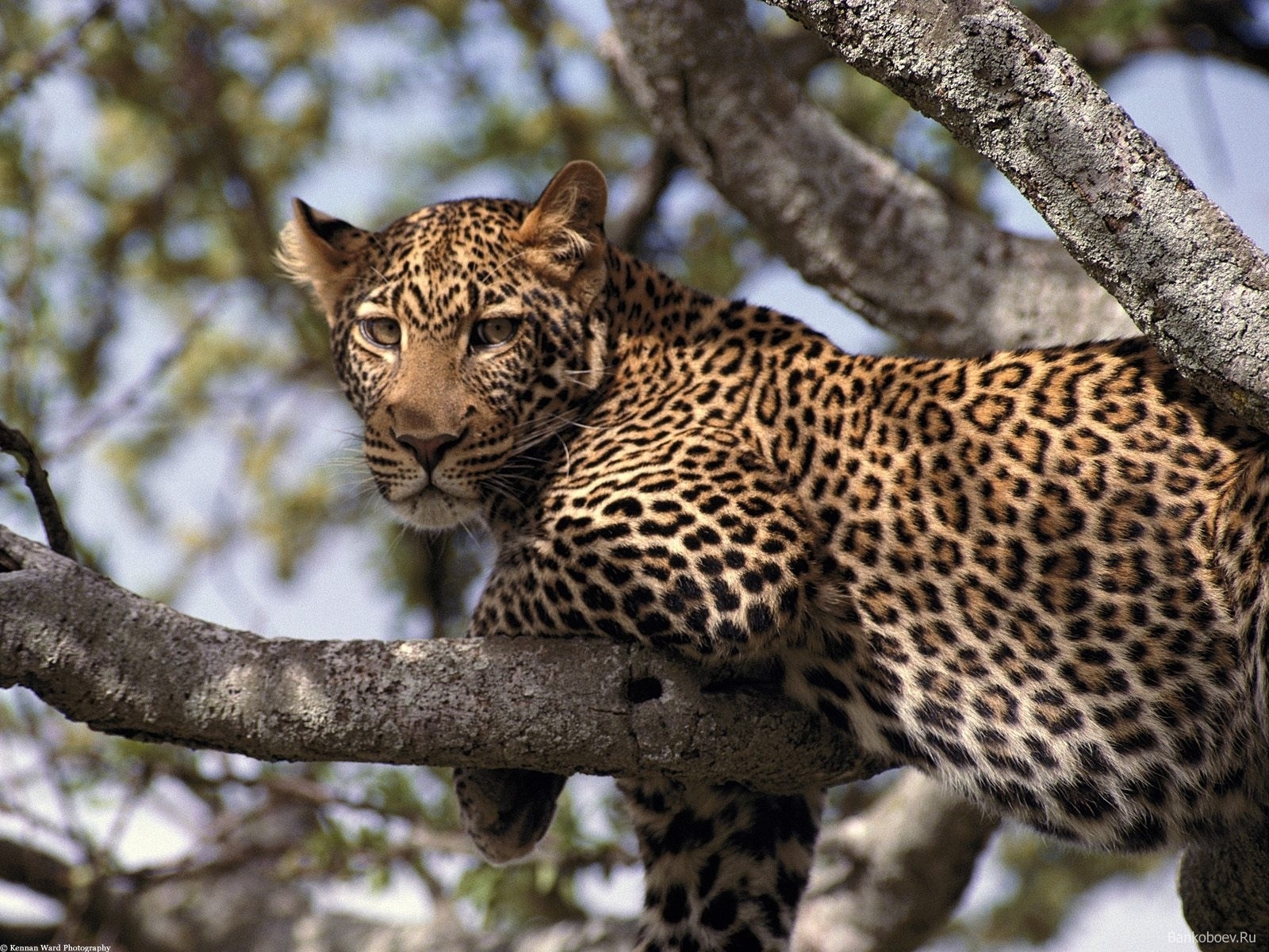 3404 Hintergrundbild herunterladen tiere, leopards - Bildschirmschoner und Bilder kostenlos