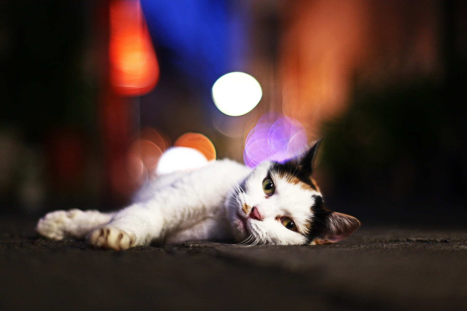 cat, animals, glare, to lie down, lie, sleepy wallpapers for tablet
