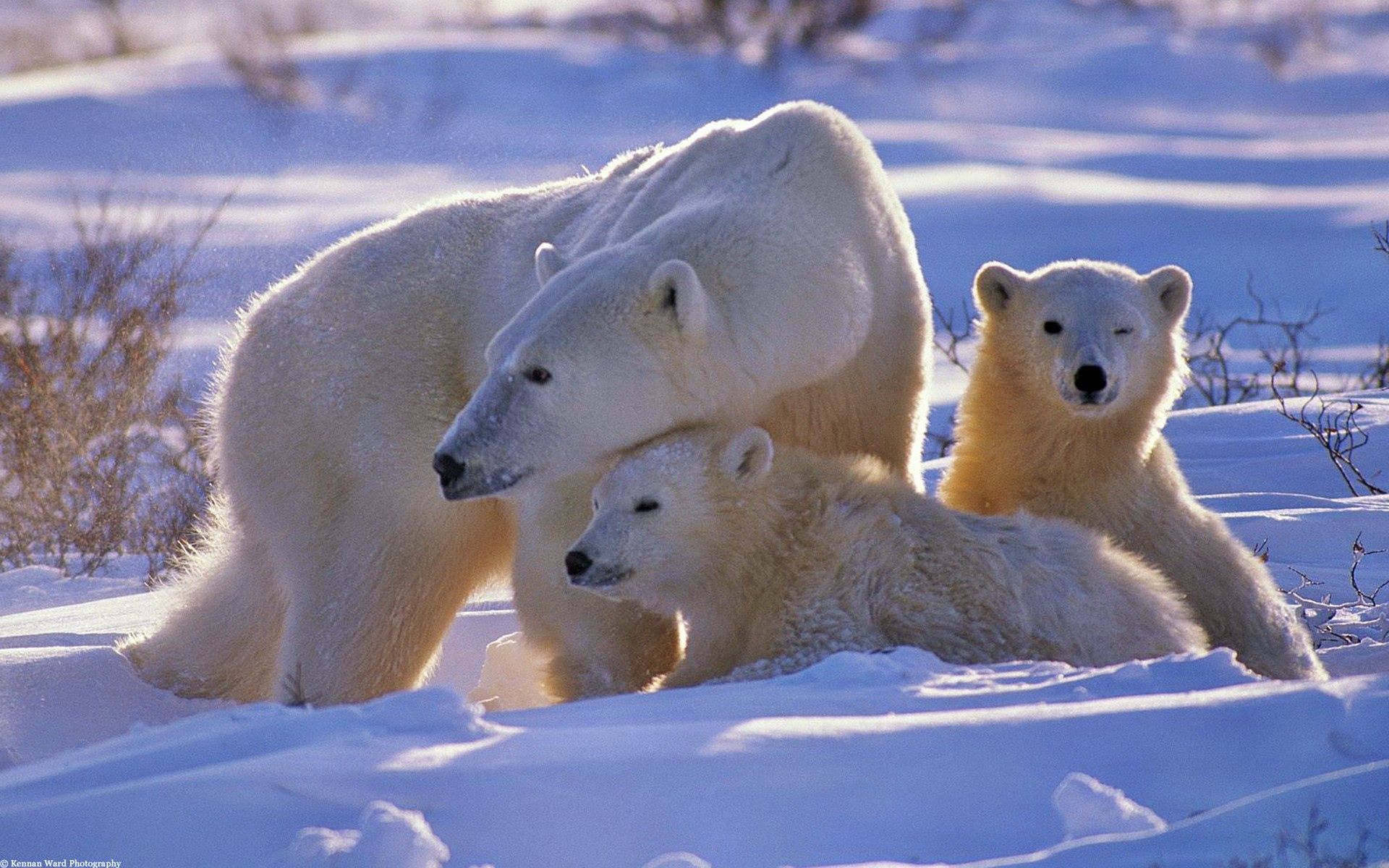 young, cubs, family, animals Polar Bear Tablet Wallpapers