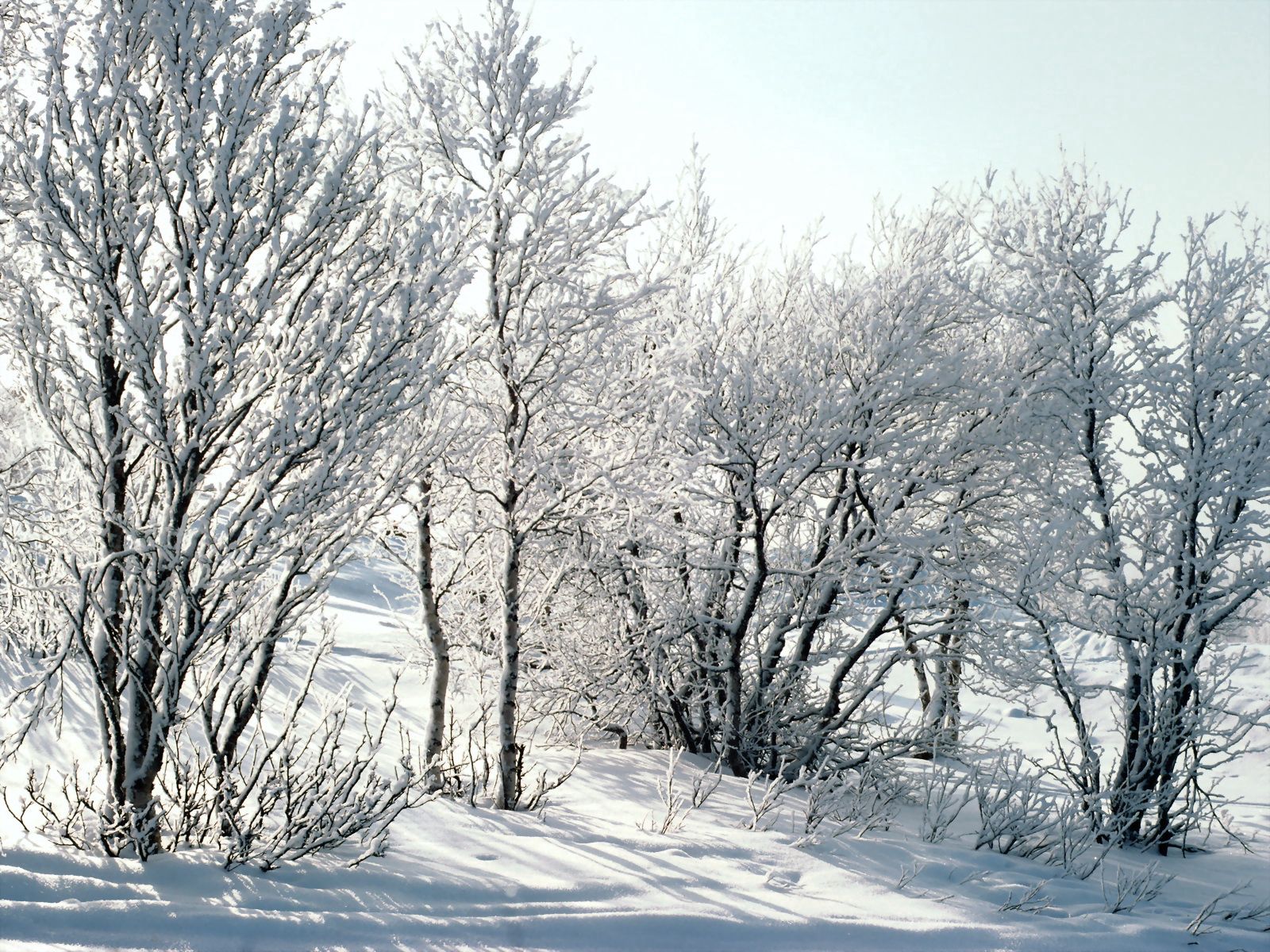 53269 Bild herunterladen natur, bäume, schnee, birken, geäst, zweige, frost, rauhreif - Hintergrundbilder und Bildschirmschoner kostenlos