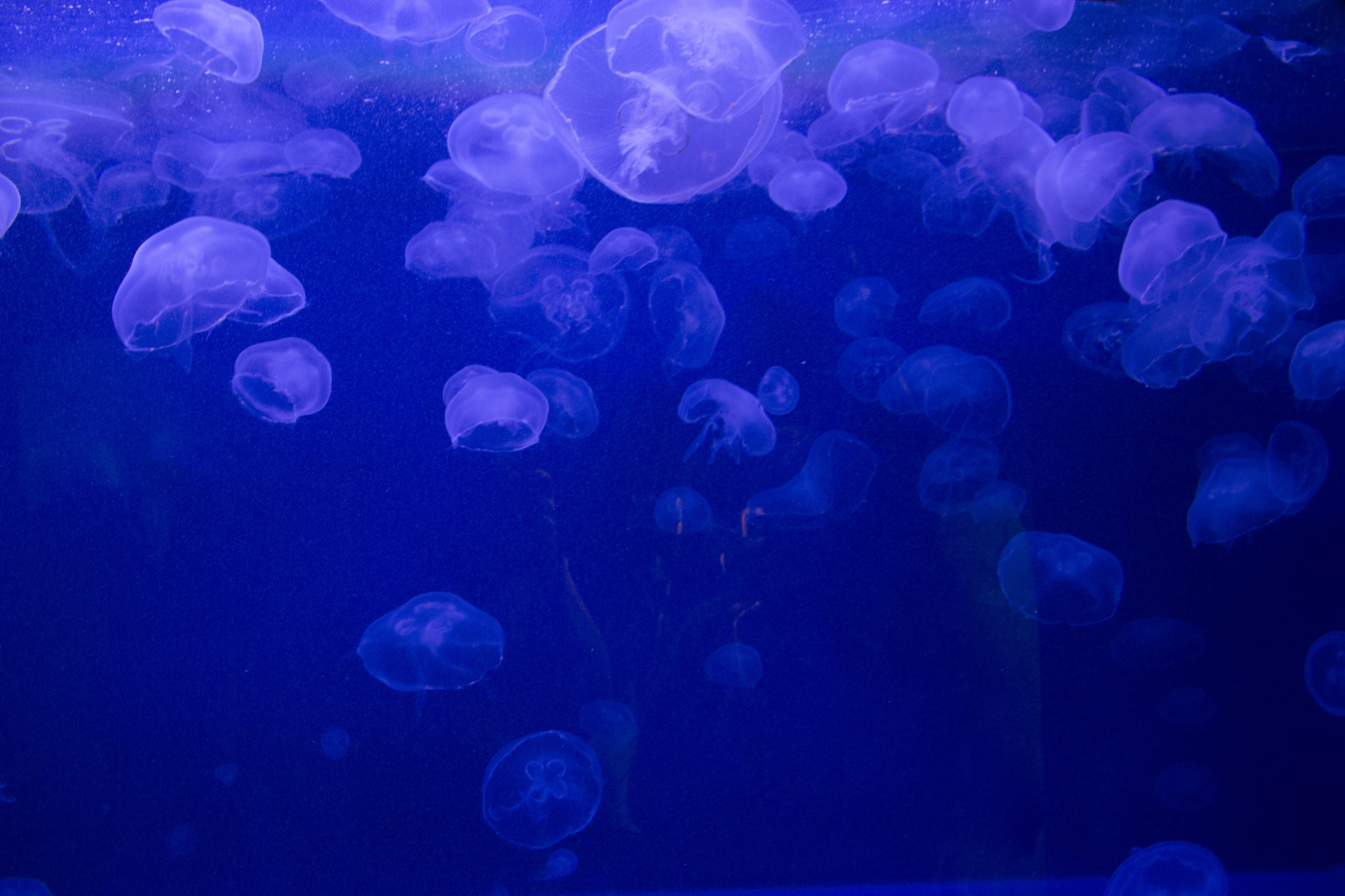 107801 Hintergrundbild herunterladen tiere, jellyfish, unterwasserwelt, gelee - Bildschirmschoner und Bilder kostenlos