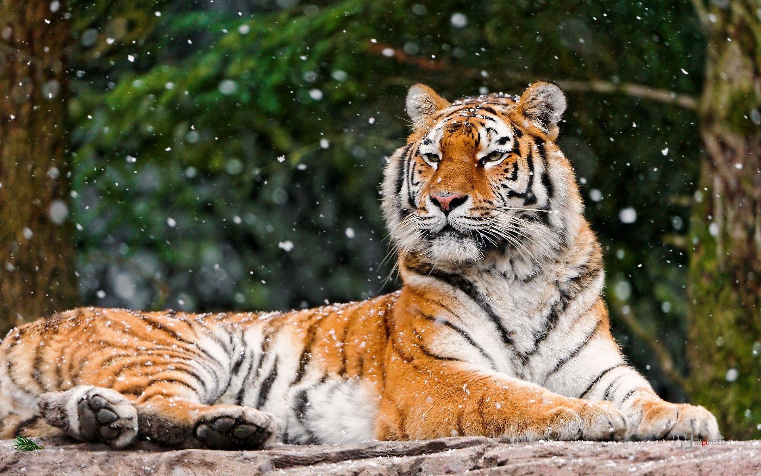 お使いの携帯電話の138743スクリーンセーバーと壁紙雪。 横になります, 嘘, 虎, 動物の写真を無料でダウンロード