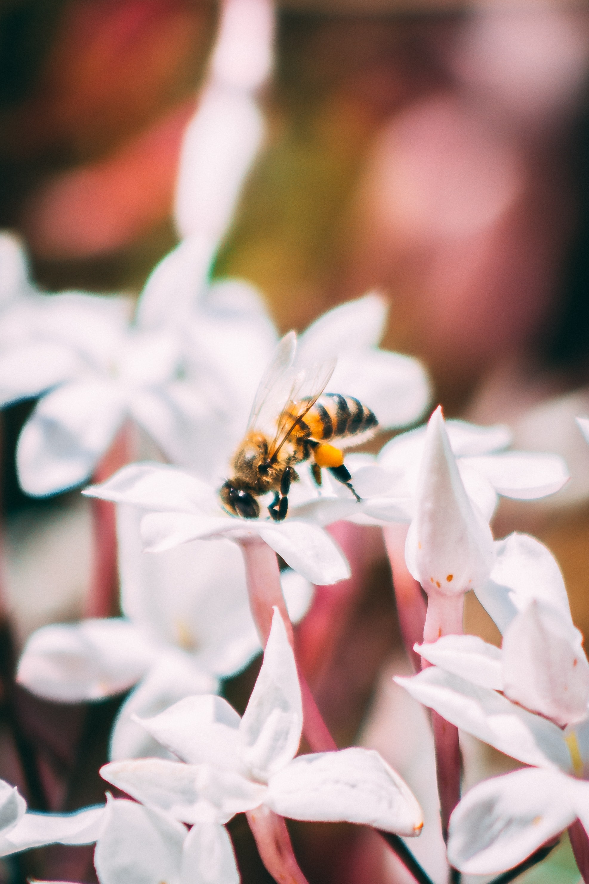 145701 économiseurs d'écran et fonds d'écran Insecte sur votre téléphone. Téléchargez fleurs, floraison, macro, abeille images gratuitement