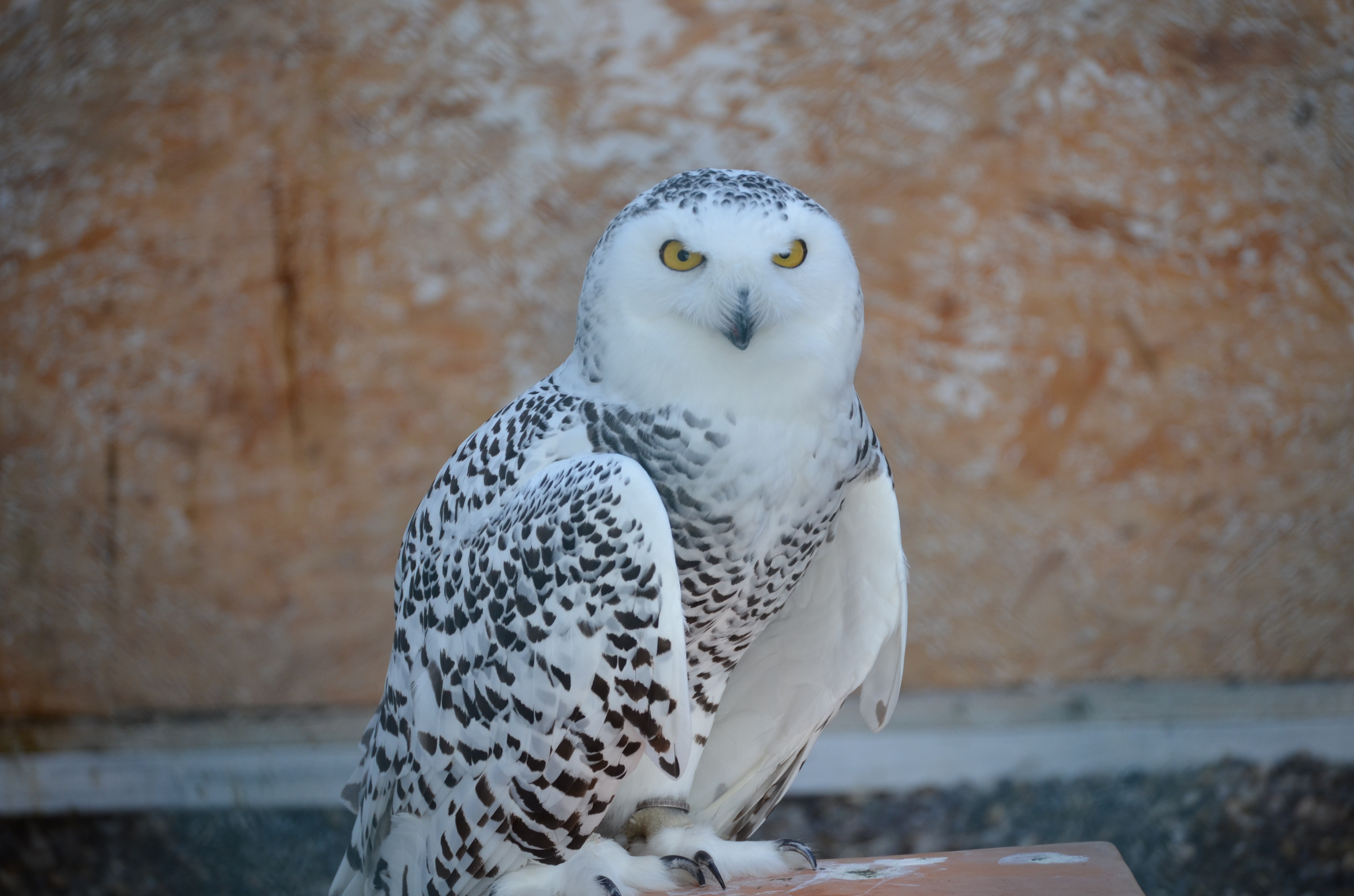 predator, animals, bird, snow owl, snowy owl phone background