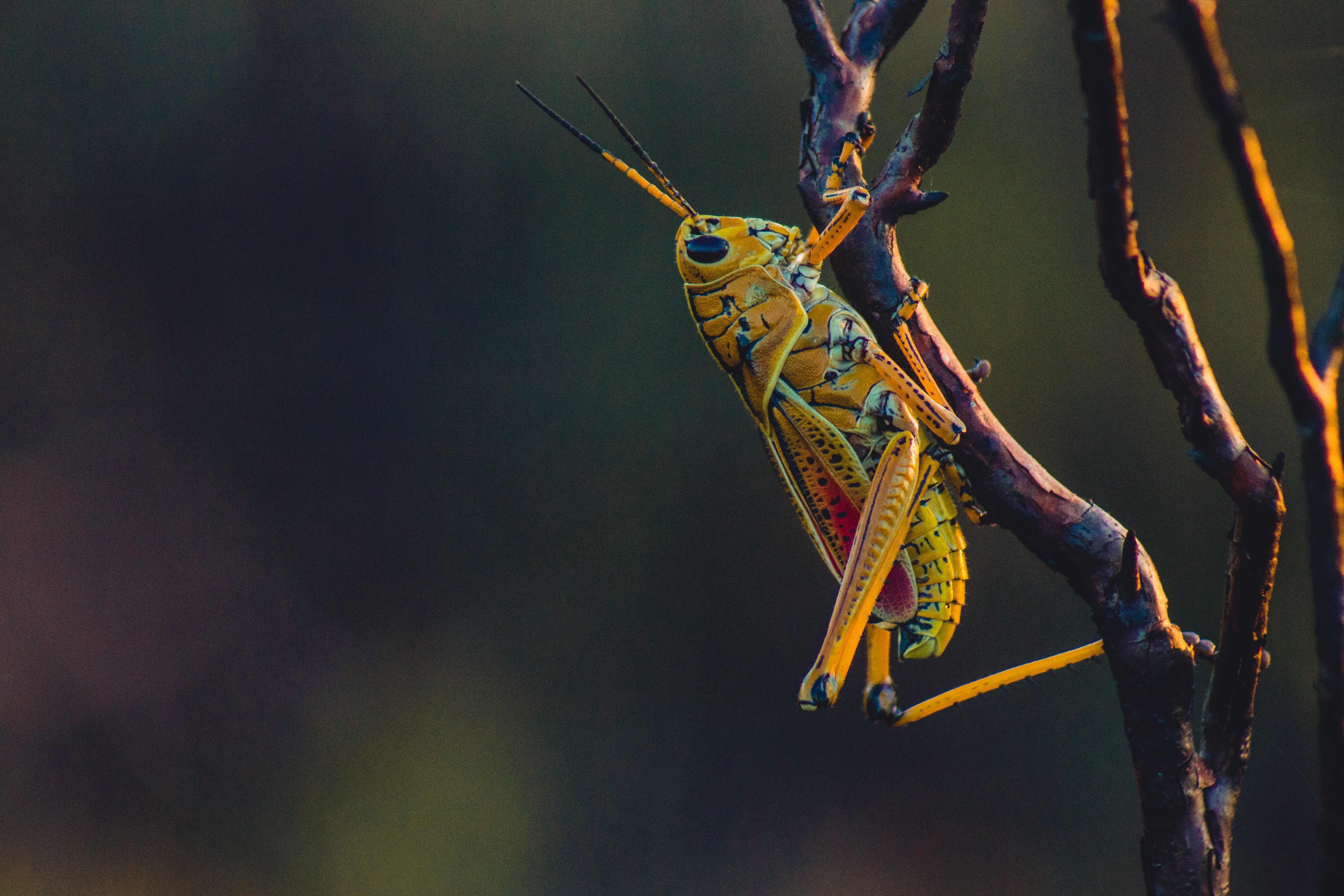 insect, macro, branches, grasshopper QHD