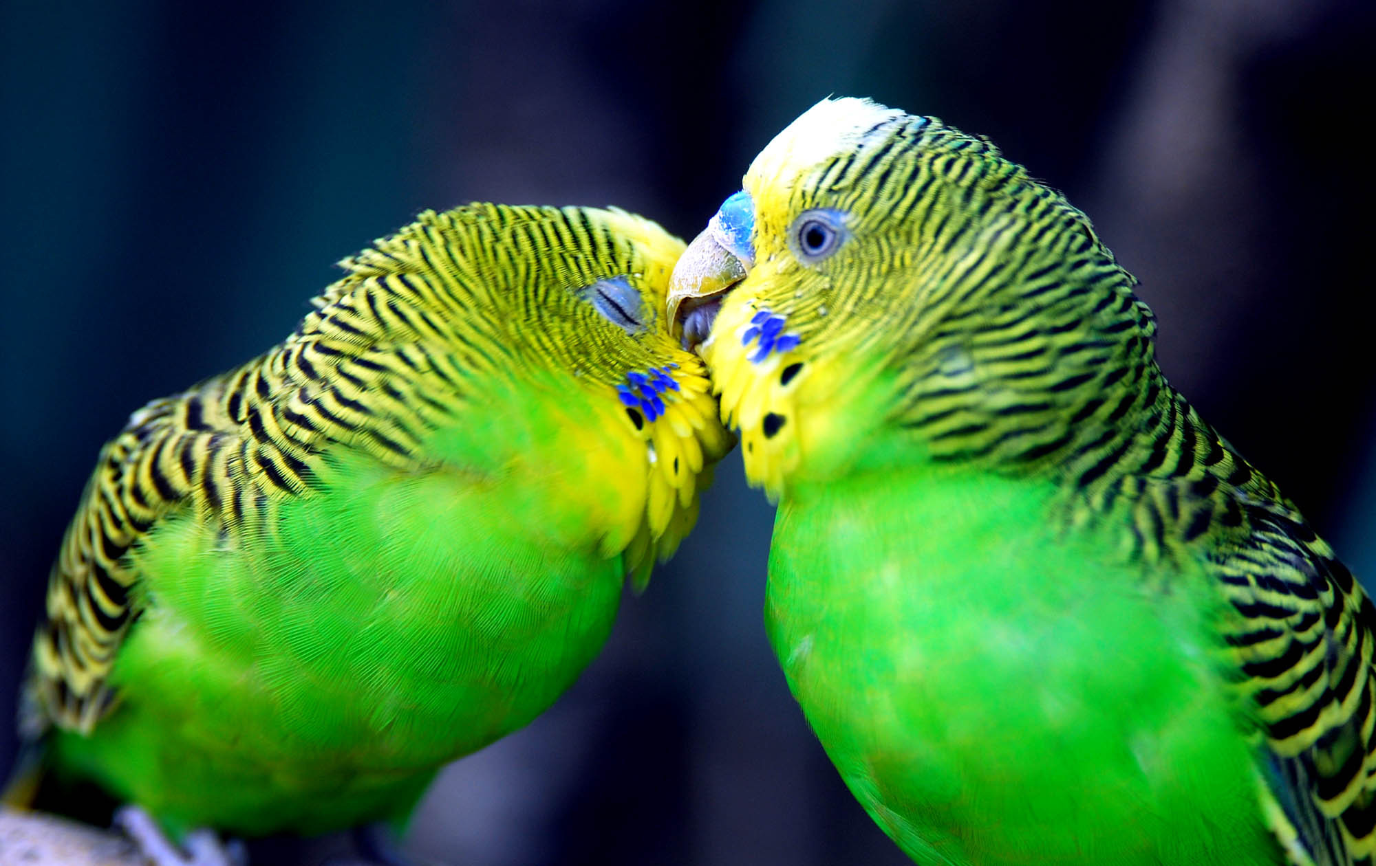 12934 Hintergrundbilder und Papageien Bilder auf dem Desktop. Laden Sie vögel, tiere Bildschirmschoner kostenlos auf den PC herunter