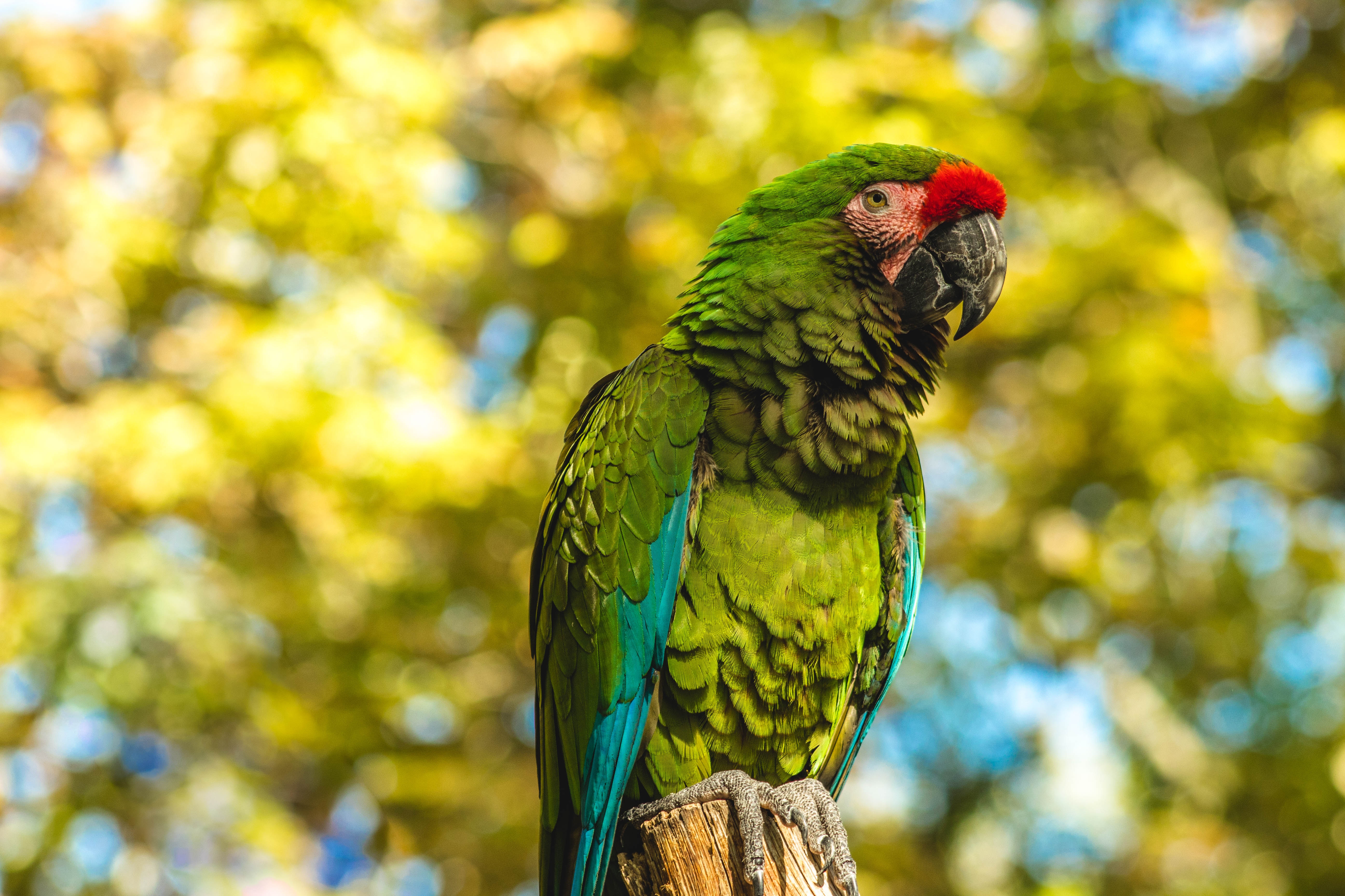 parrots, animals, bird, color