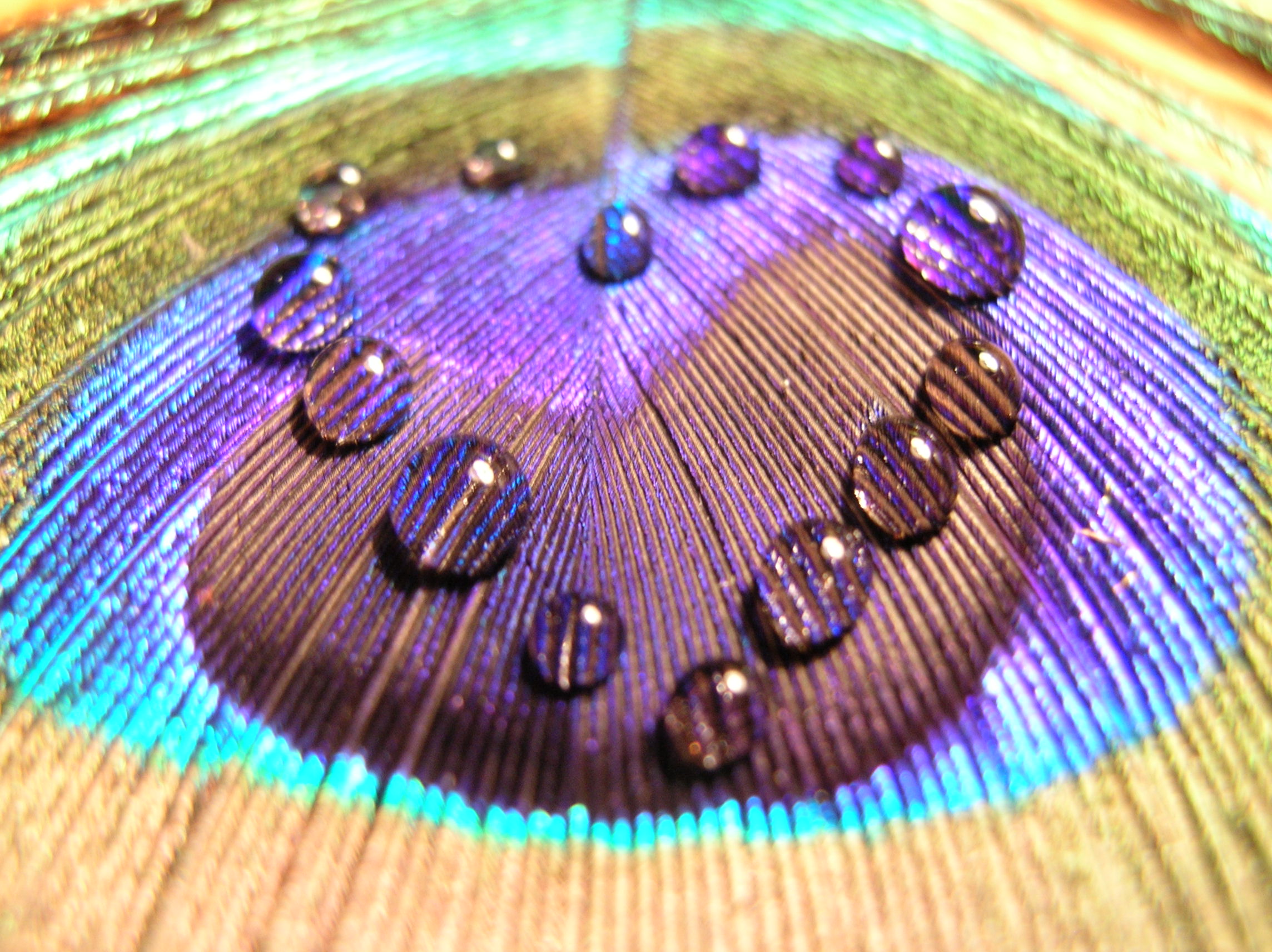 android water drop, love, heart, artistic, blue, brown, feather, violet