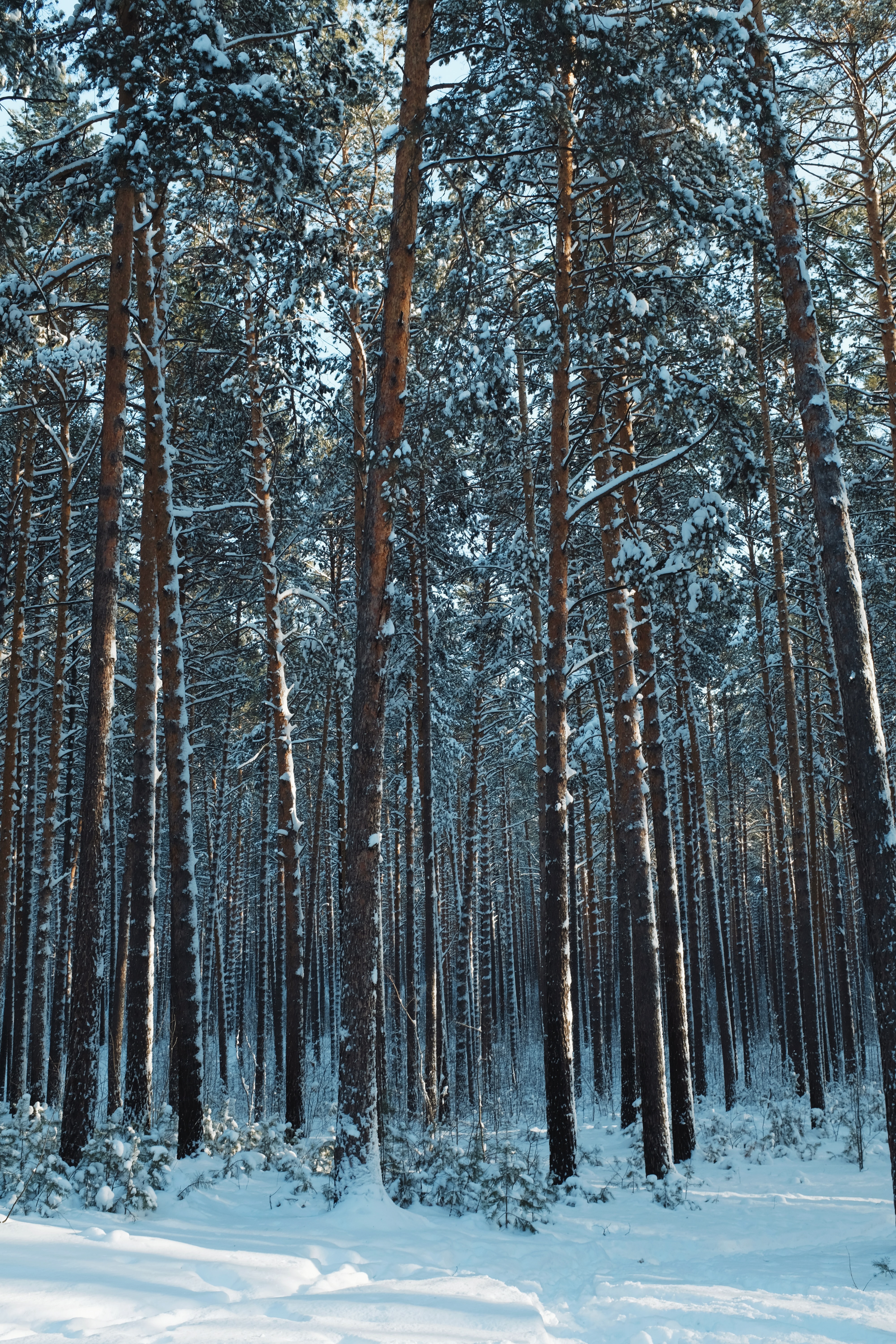 55916 Hintergrundbild herunterladen winter, natur, bäume, nadeln, kiefer, schnee, wald - Bildschirmschoner und Bilder kostenlos