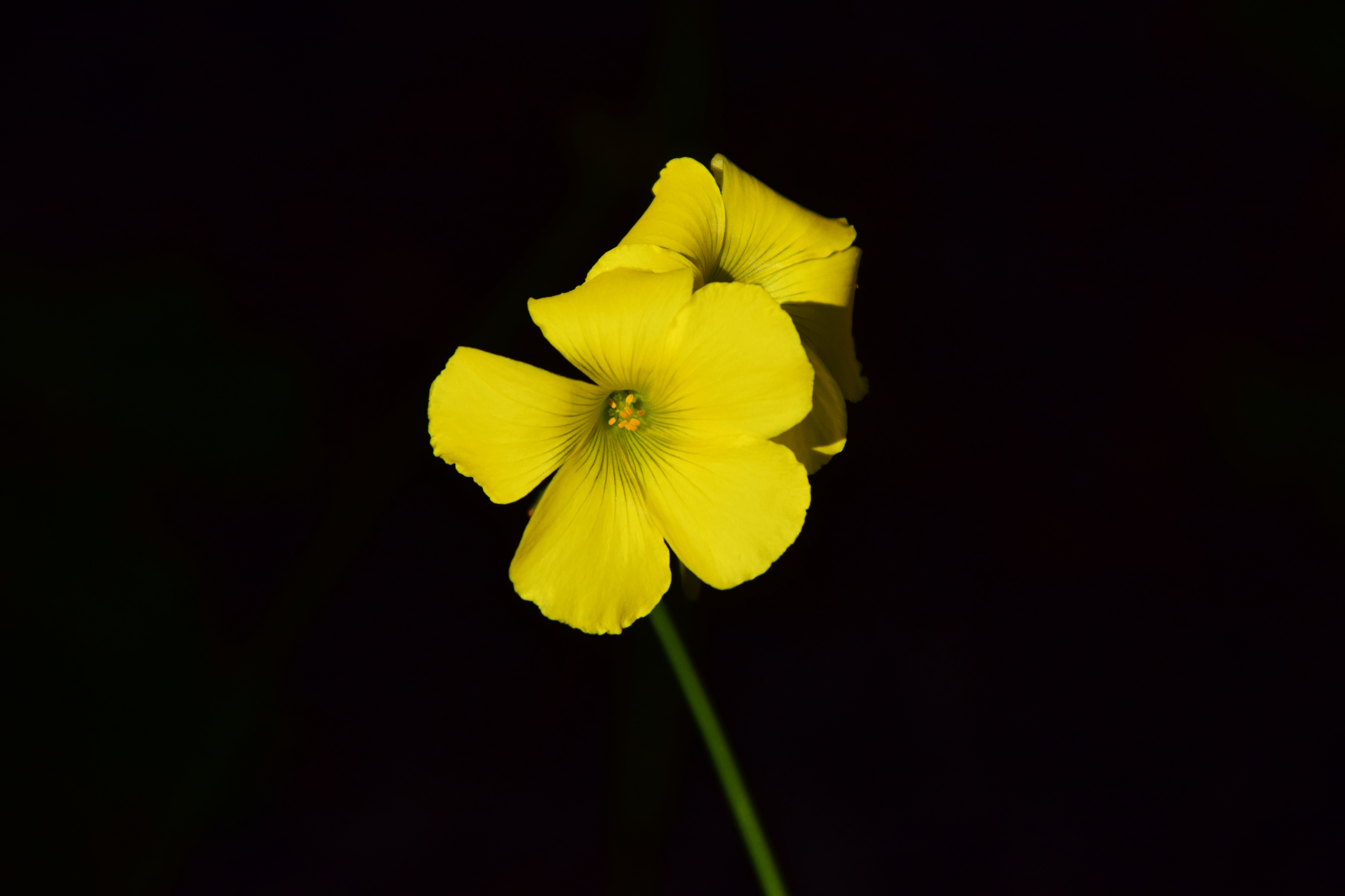 77017 download wallpaper black background, yellow, flower, macro, close-up, small, contrast, oxalis screensavers and pictures for free