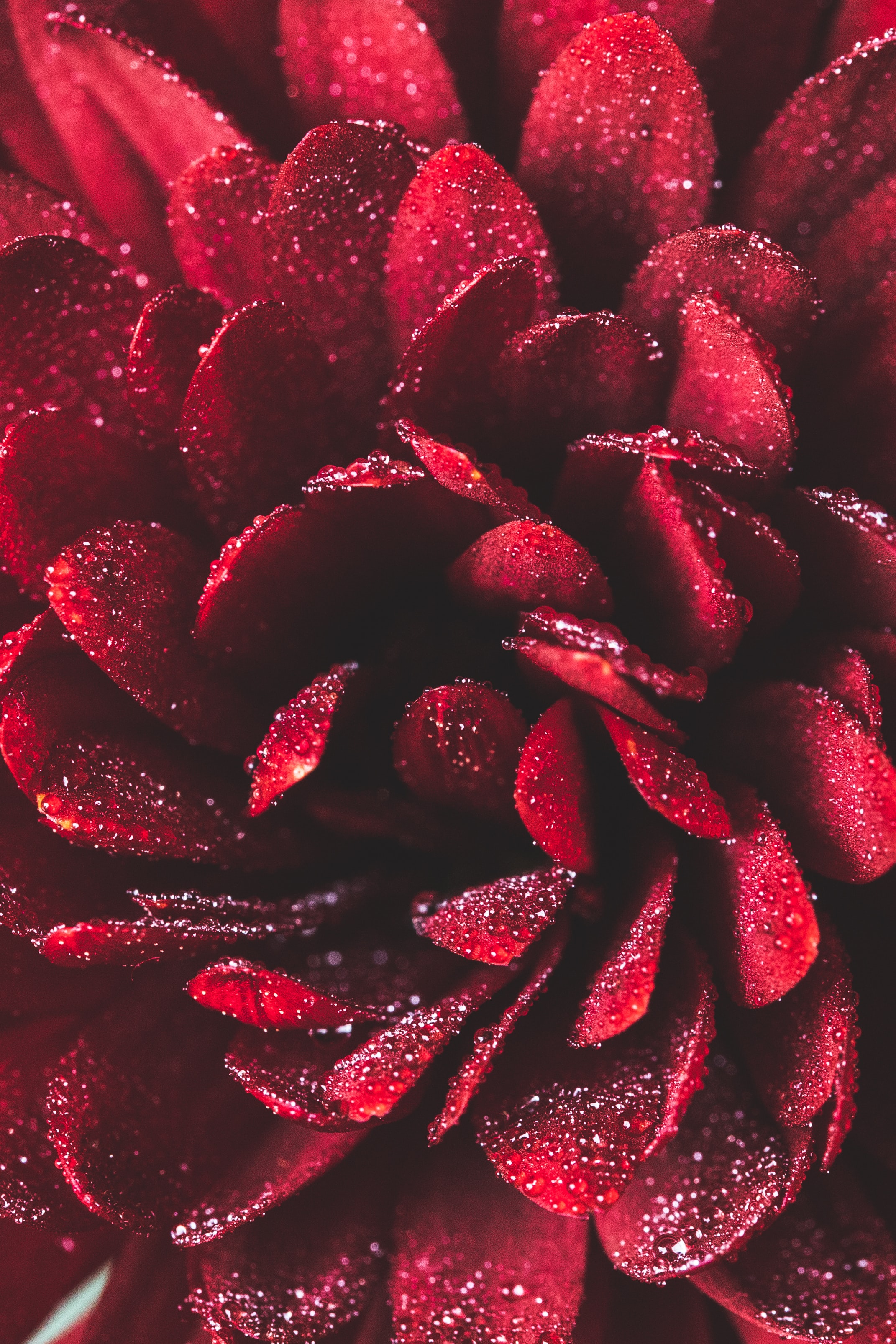 drops, red, flower, macro, petals, wet Smartphone Background