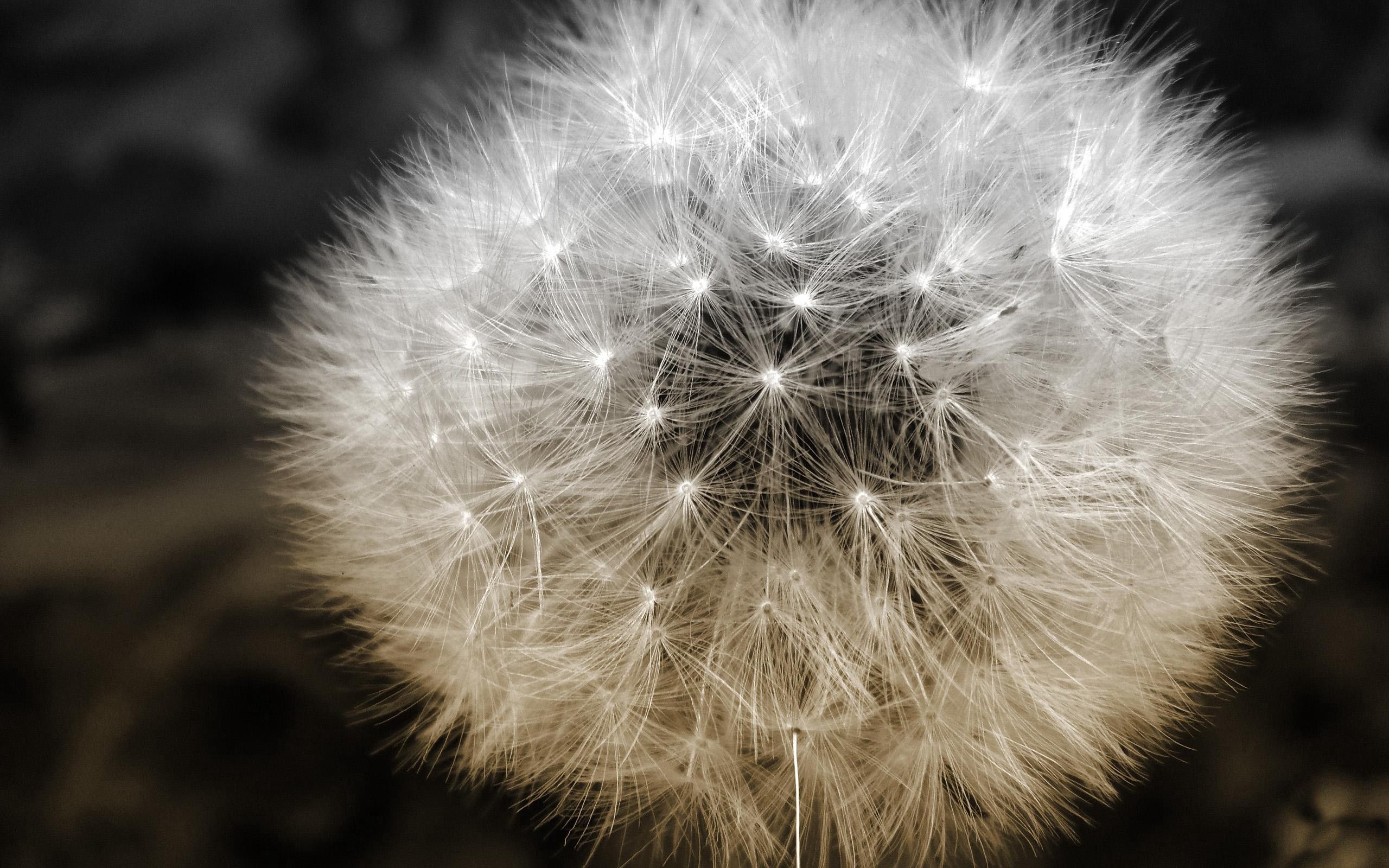 flower, plant, macro, dandelion, fuzz, fluff, seeds, seed cell phone wallpapers
