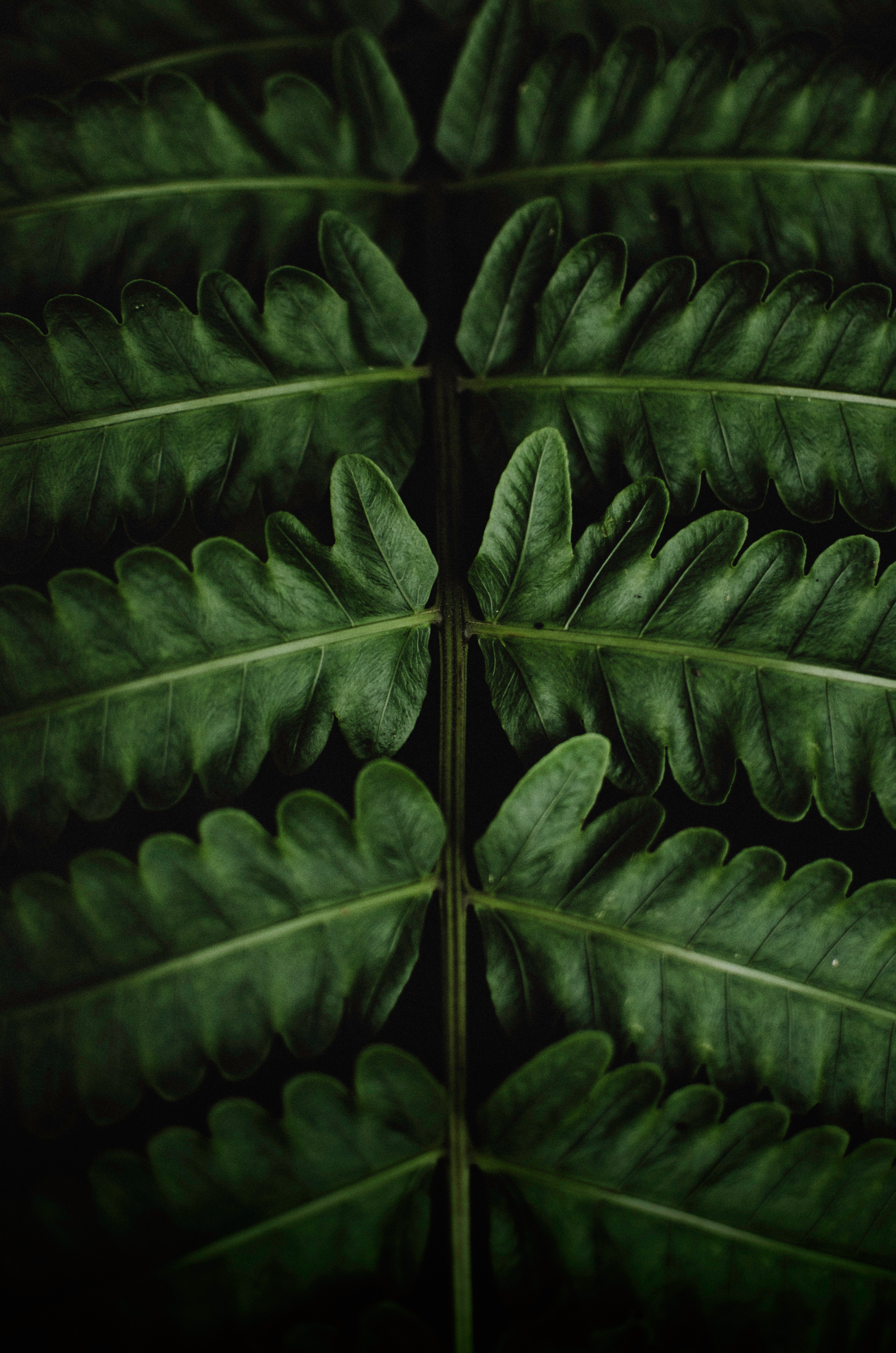 Mobile Wallpaper Fern green, close-up, leaves, macro