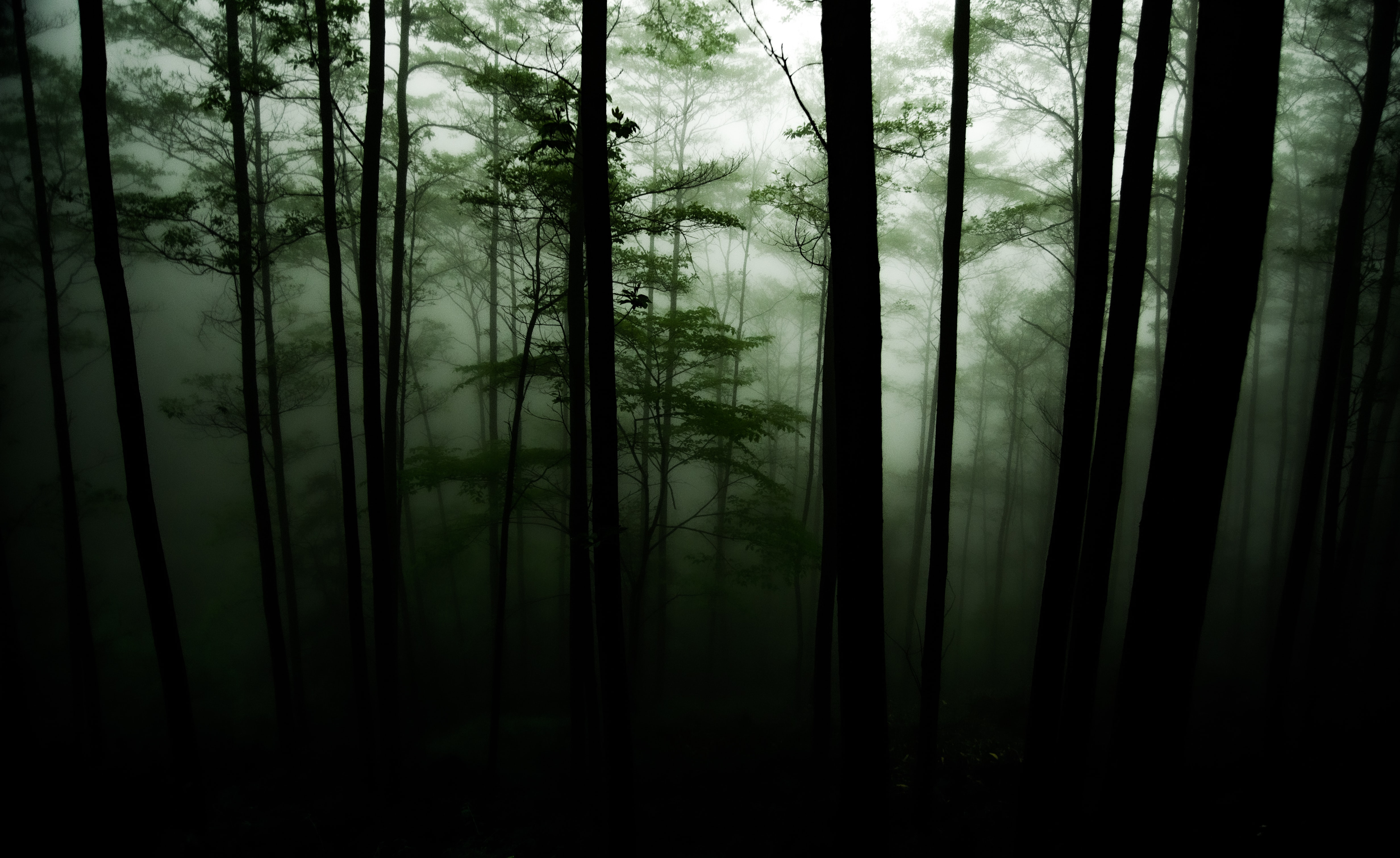 Free HD fog, trees, nature, forest, darkness