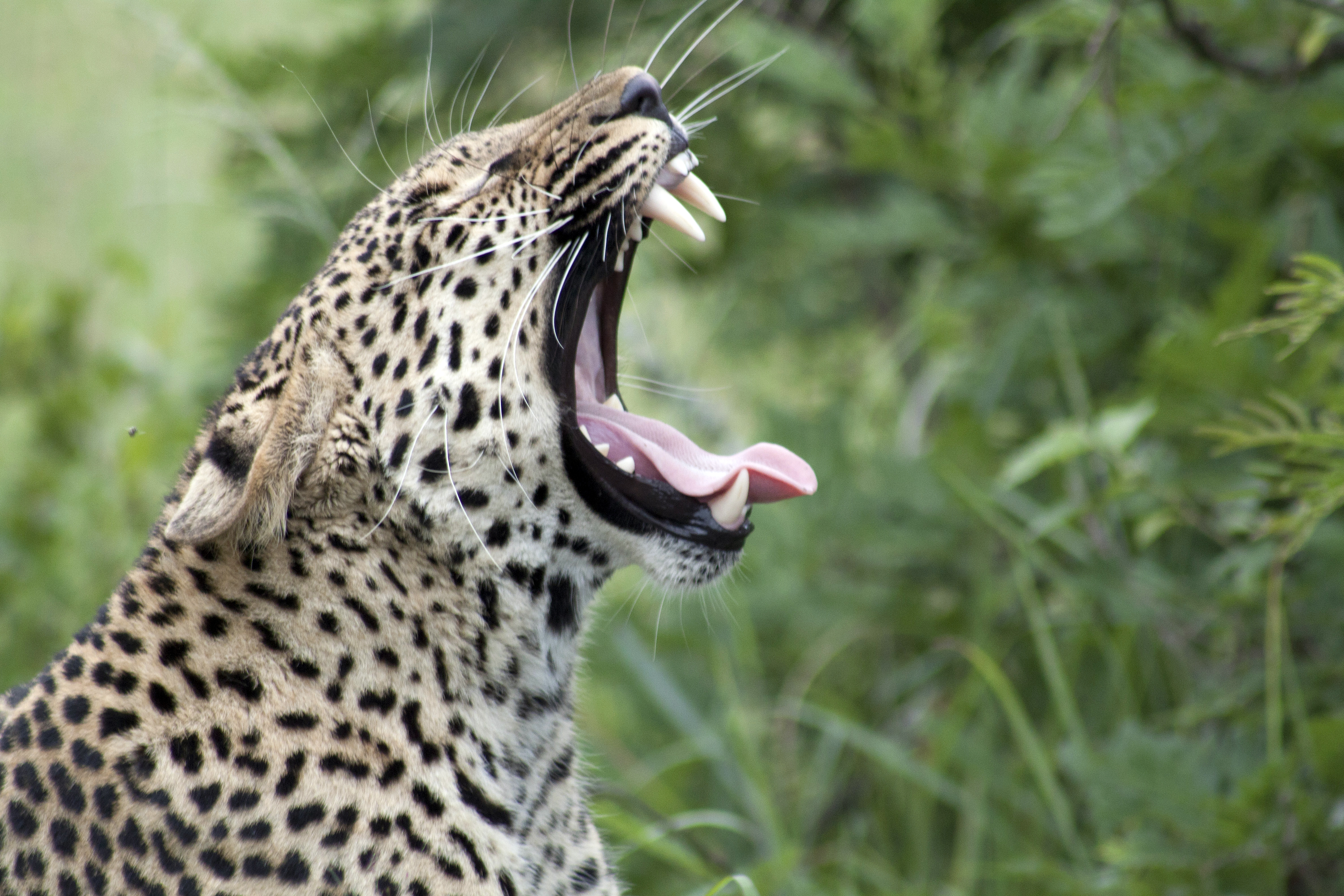 69510 télécharger le fond d'écran léopard, animaux, prédateur, gros chat, fauve, langue saillante, la langue est sortie, gorge, zev - économiseurs d'écran et images gratuitement