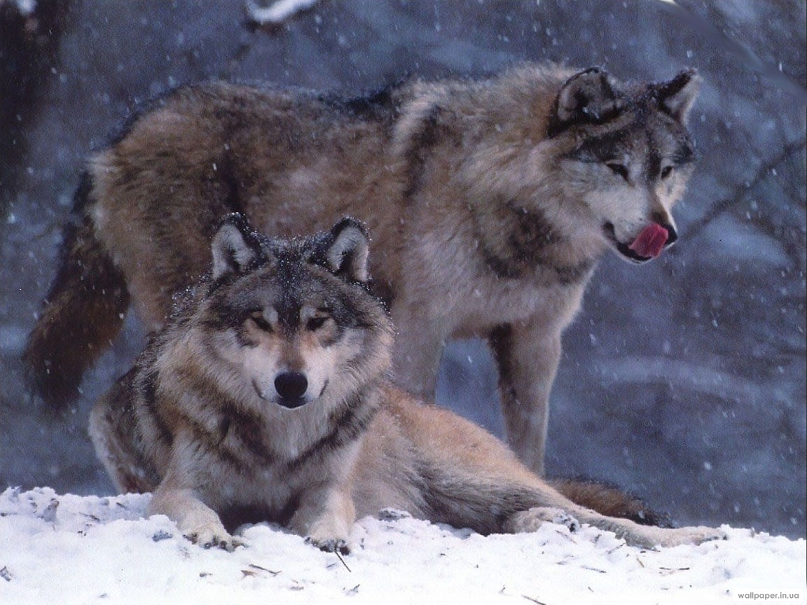 animals, wolfs, winter UHD