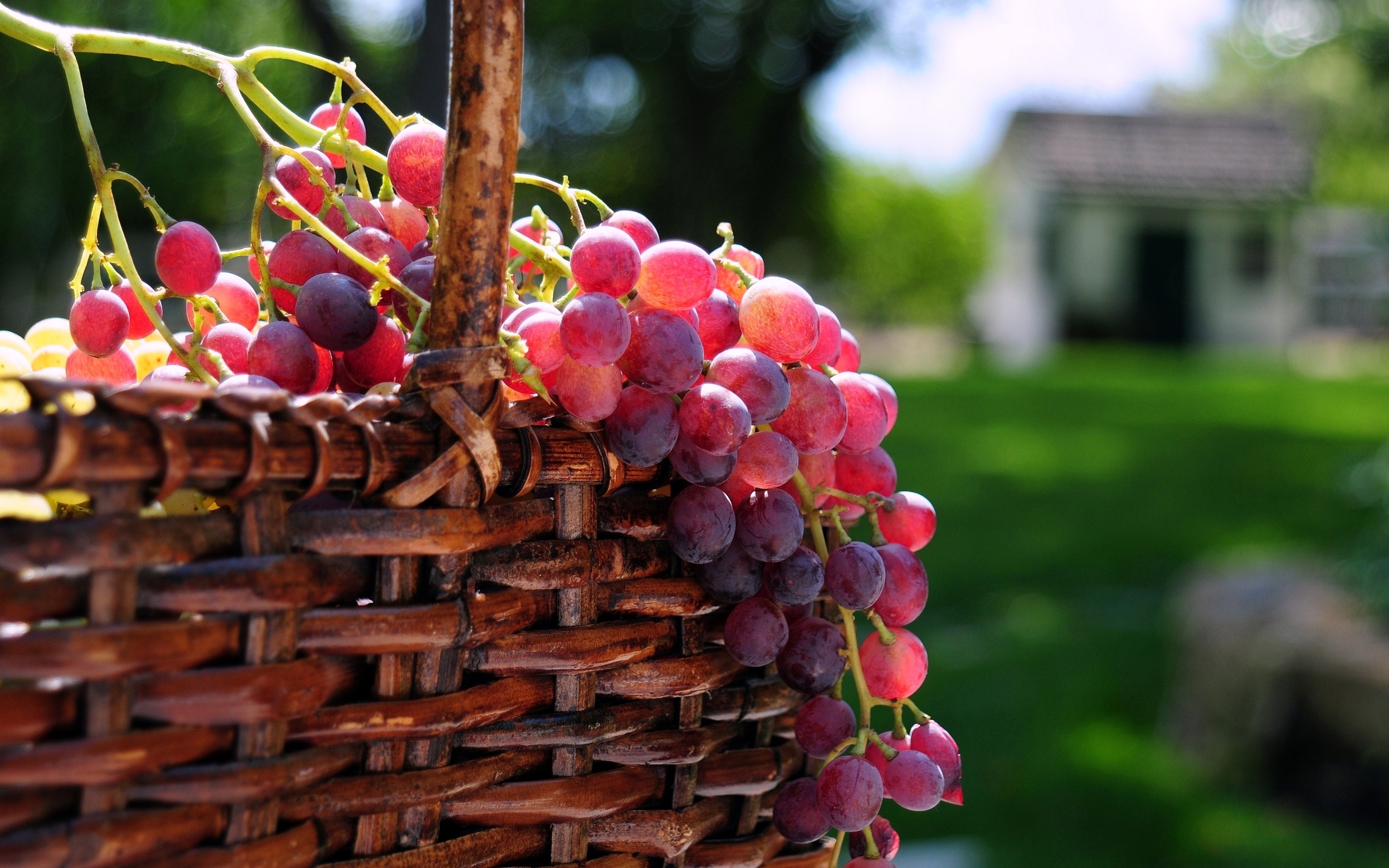 Виноград в природе
