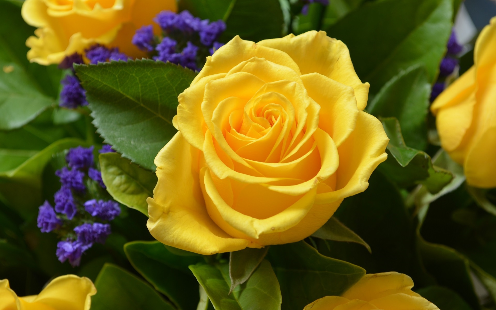 356816壁紙のダウンロード春, 薔薇, 地球, 花, 自然, 黄色い花, 黄色いバラ, フラワーズ-スクリーンセーバーと写真を無料で