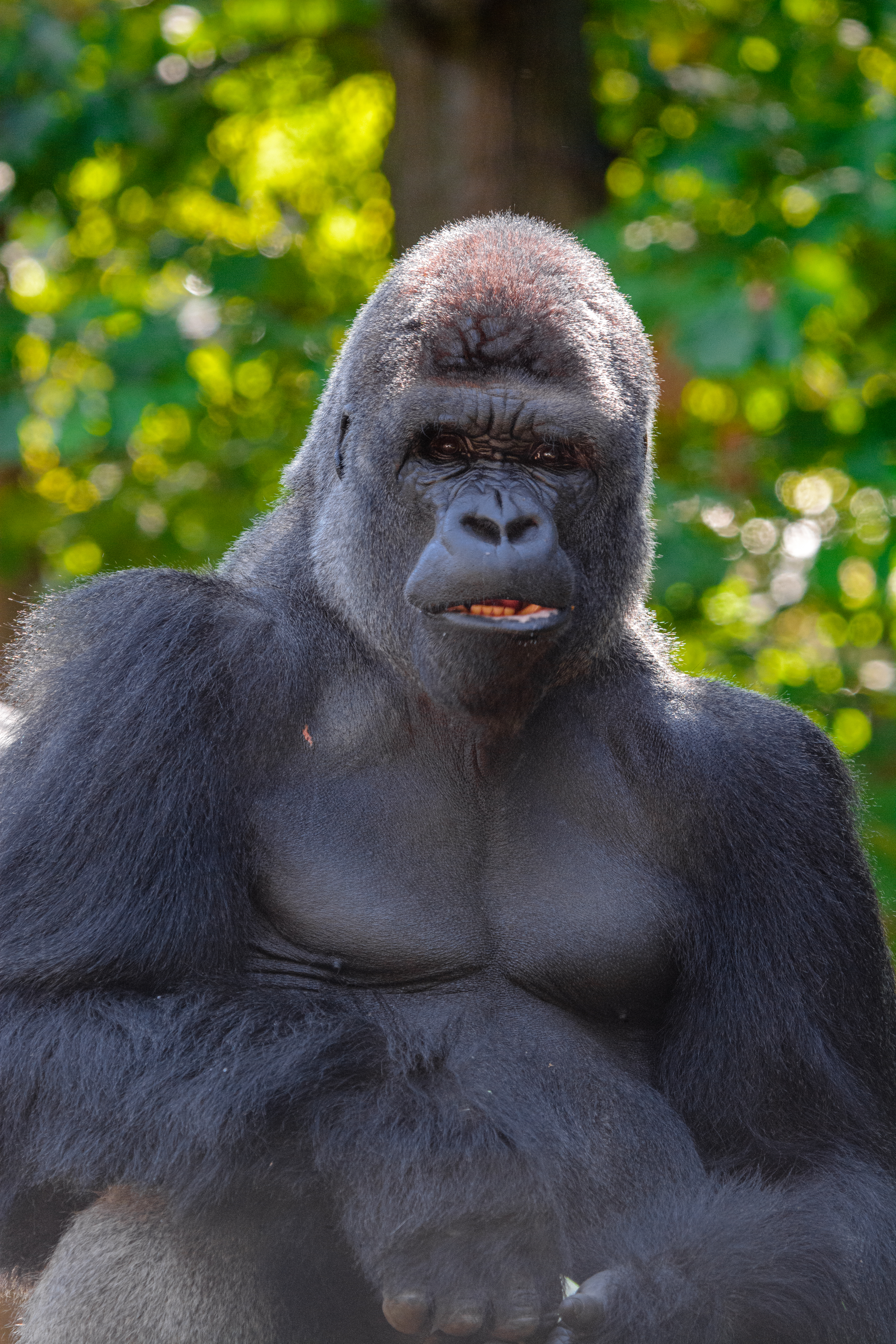 Die besten Gorilla-Hintergründe für den Telefonbildschirm