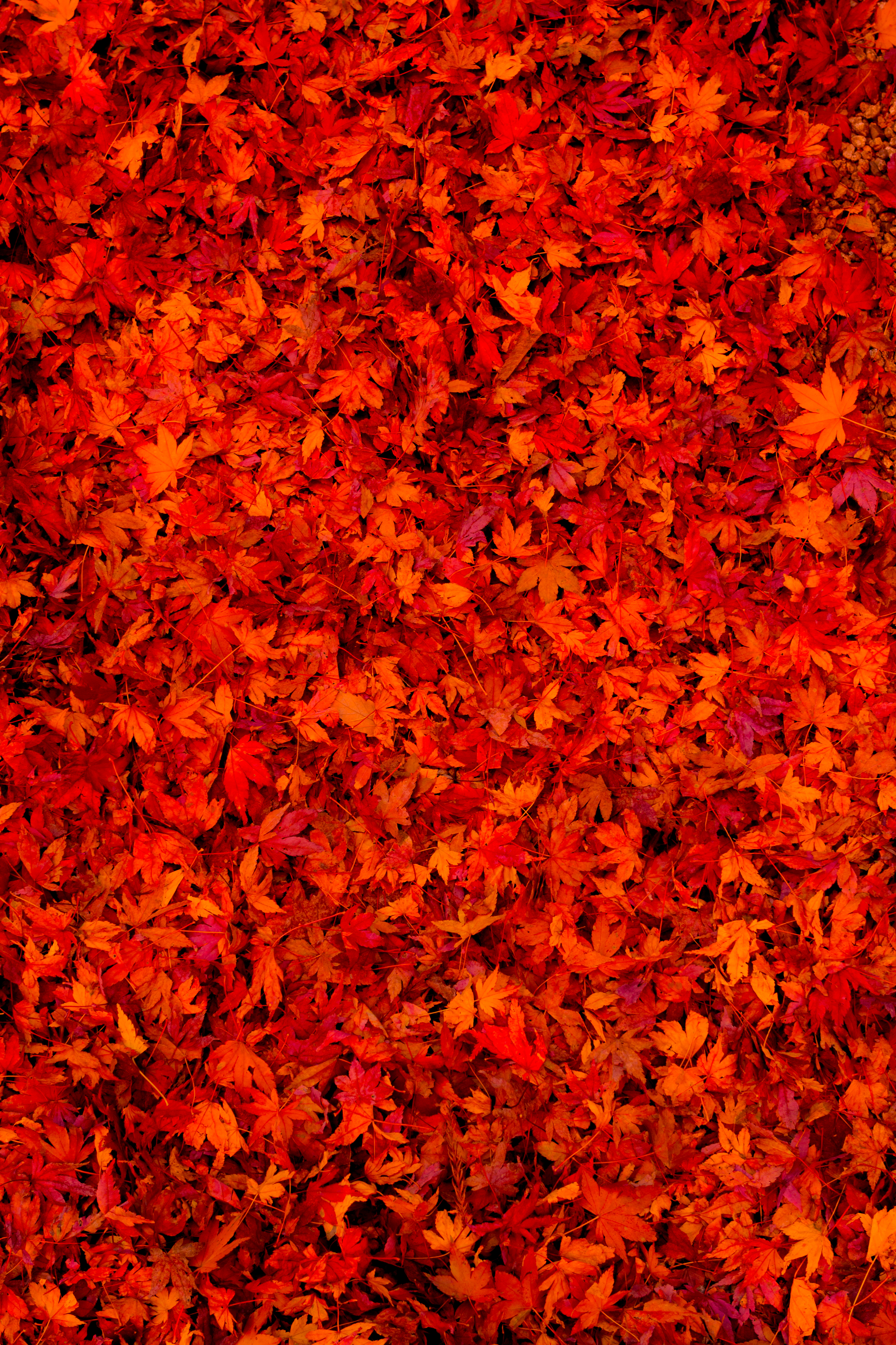 bright, leaves, red, miscellanea, miscellaneous, fallen leaves, fallen foliage phone wallpaper