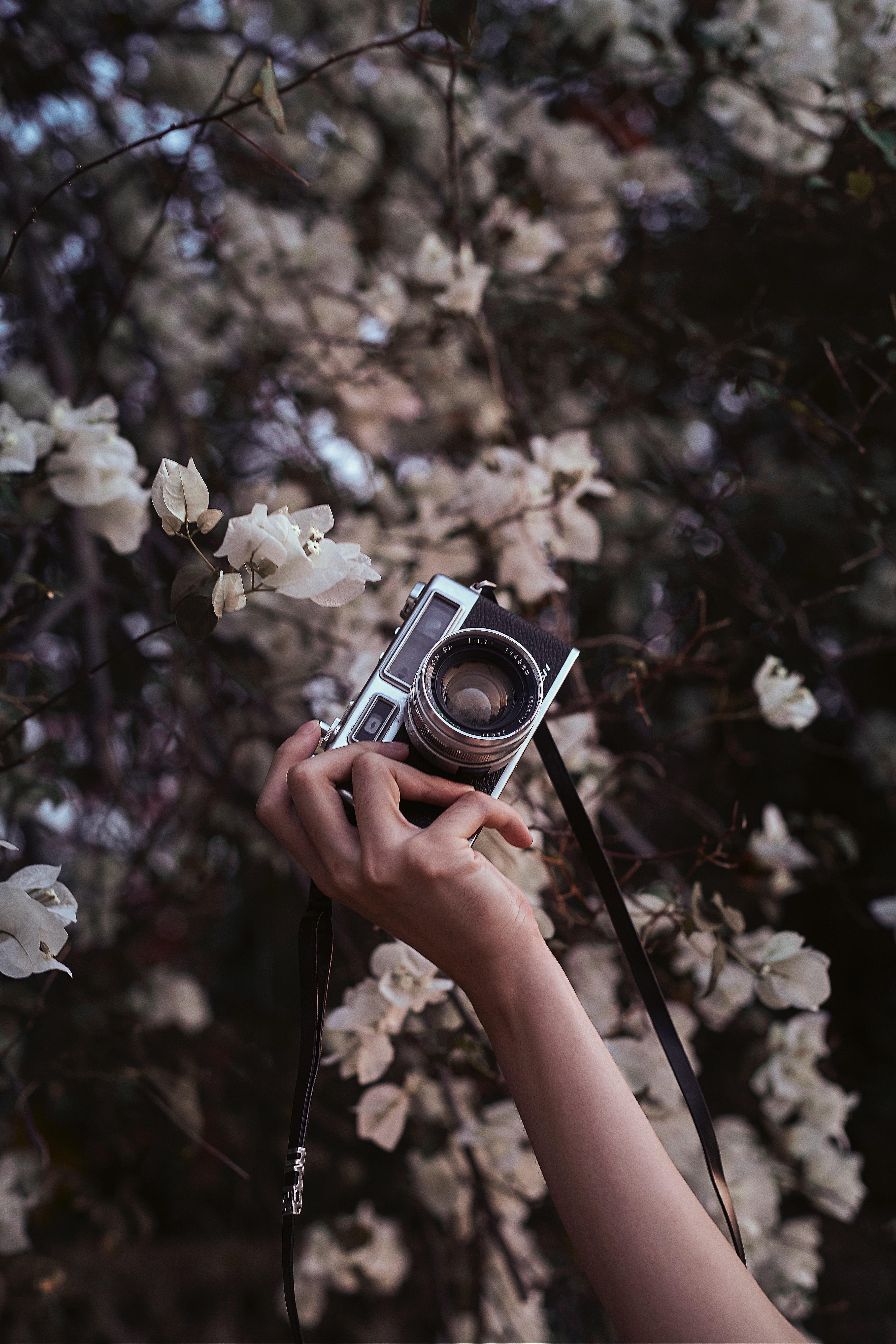 camera, flowers, hand, miscellanea, miscellaneous, bloom, flowering, retro