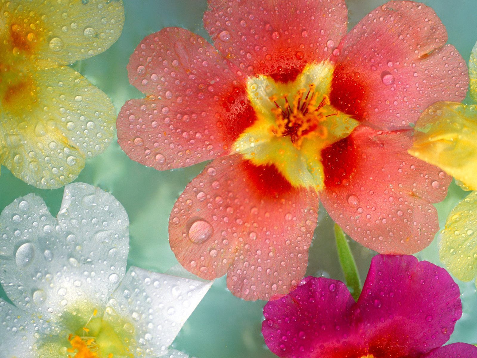Laden Sie das Mehrfarbig, Blumen, Drops, Nahaufnahme, Nahansicht, Bunten-Bild kostenlos auf Ihren PC-Desktop herunter