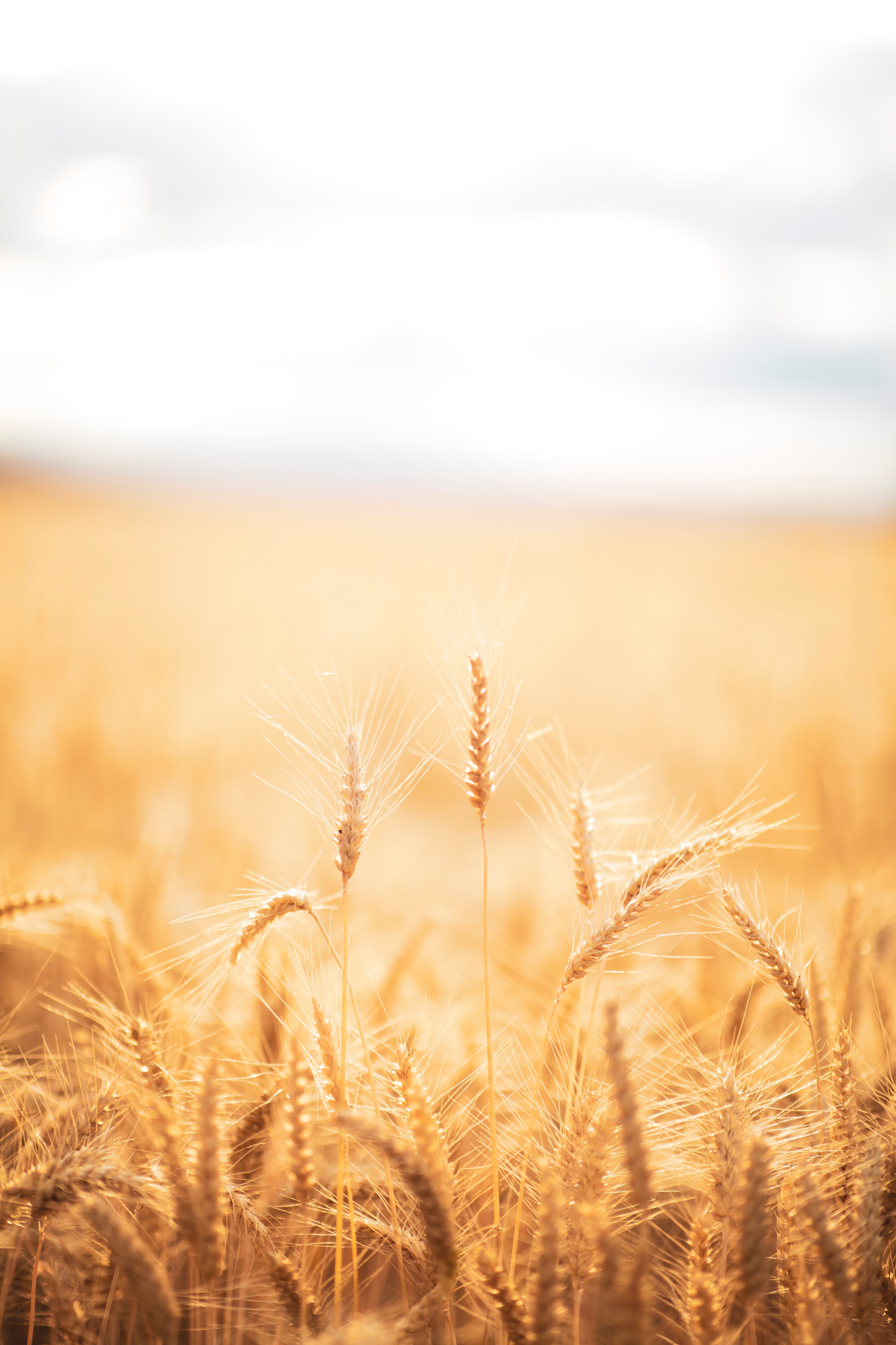 Laden Sie das Weizen, Makro, Feld, Trocken, Ährchen, Kegel, Die Ernte, Ernte-Bild kostenlos auf Ihren PC-Desktop herunter