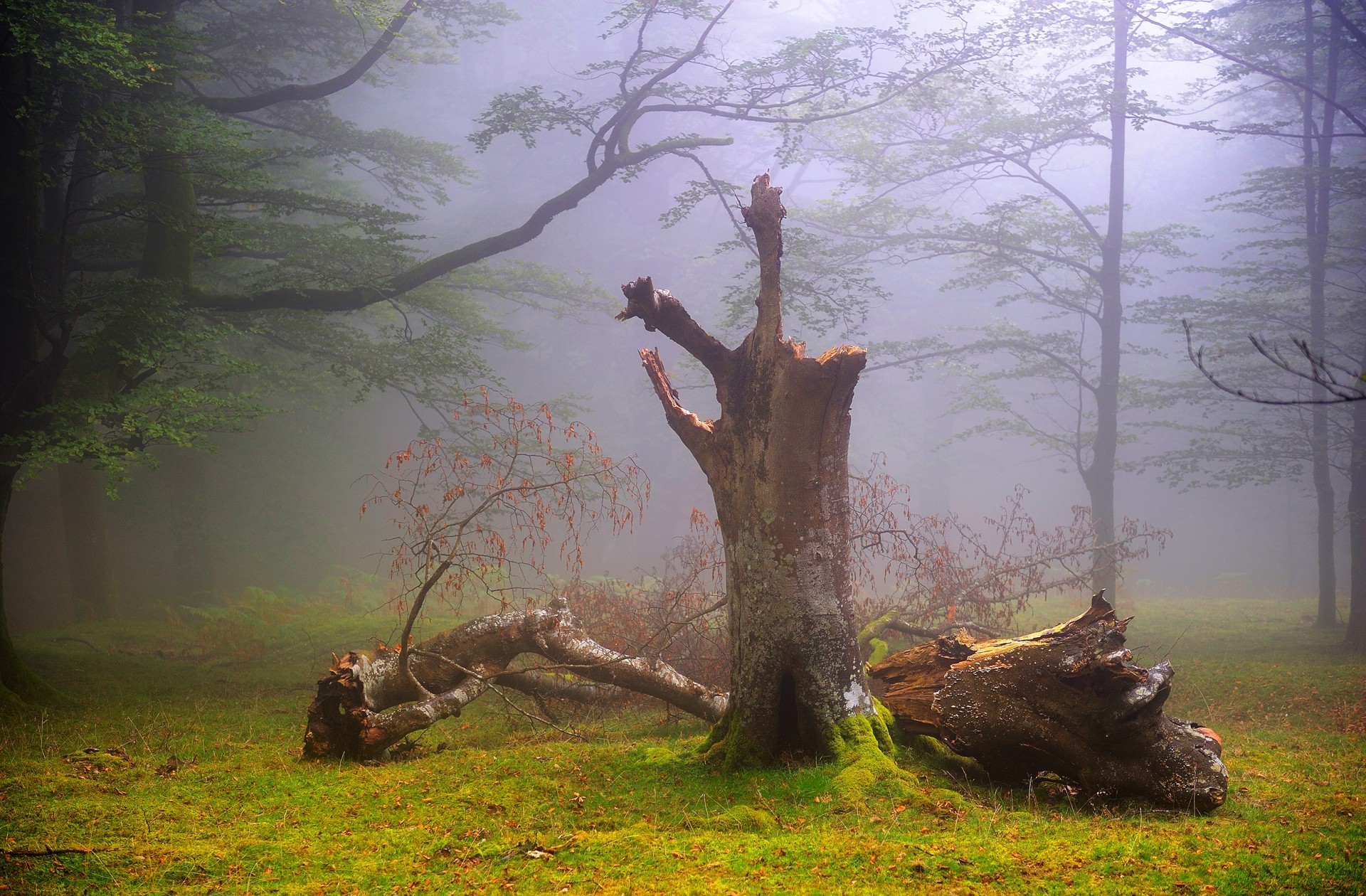 earth, tree, fog, forest, trunk, trees Smartphone Background