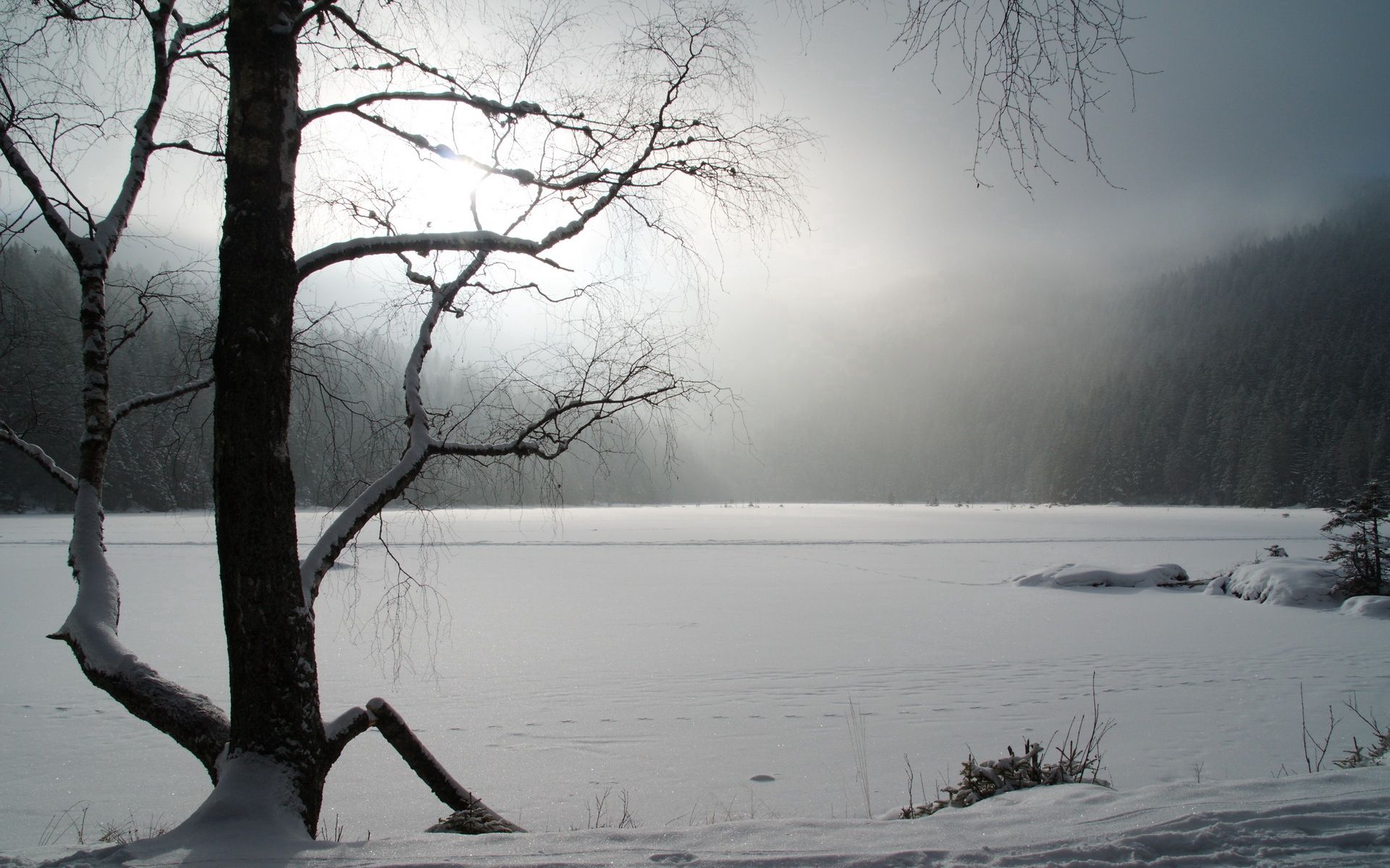 lake, wood, winter, nature Download background