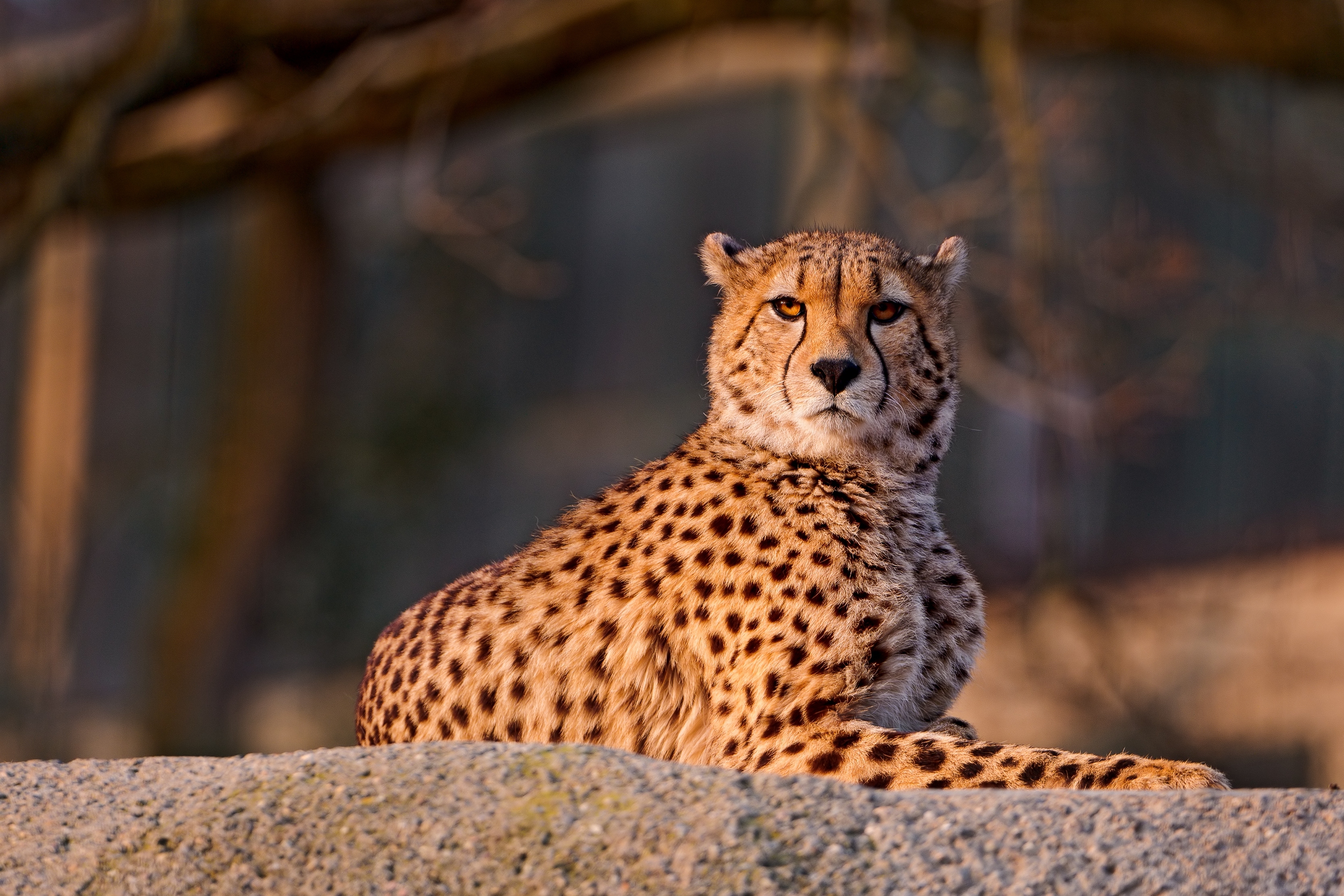 Free Images big cat, animals, spotty, cheetah Spotted