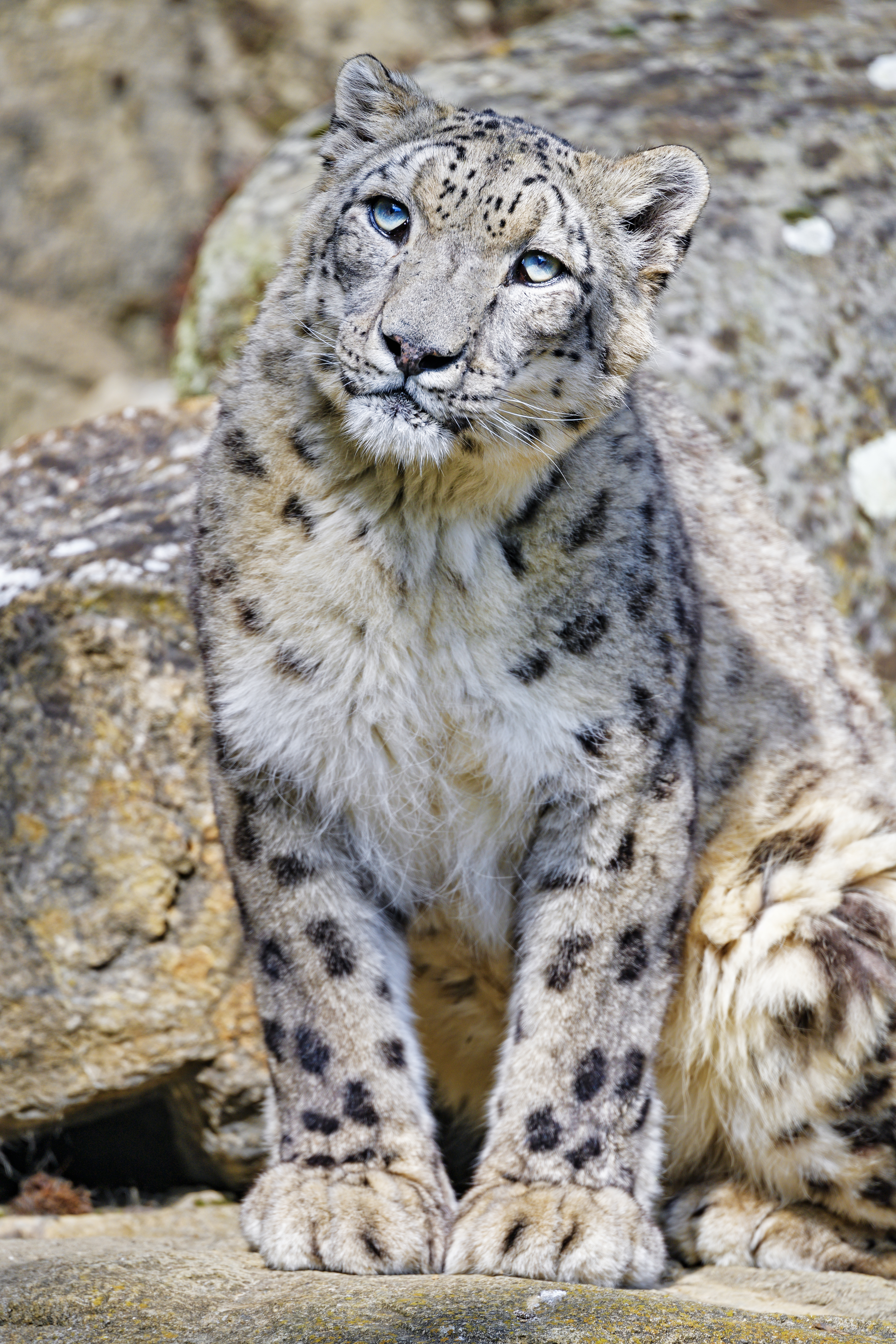 153797 Hintergrundbild herunterladen schneeleopard, tiere, raubtier, predator, große katze, big cat, tier, irbis - Bildschirmschoner und Bilder kostenlos