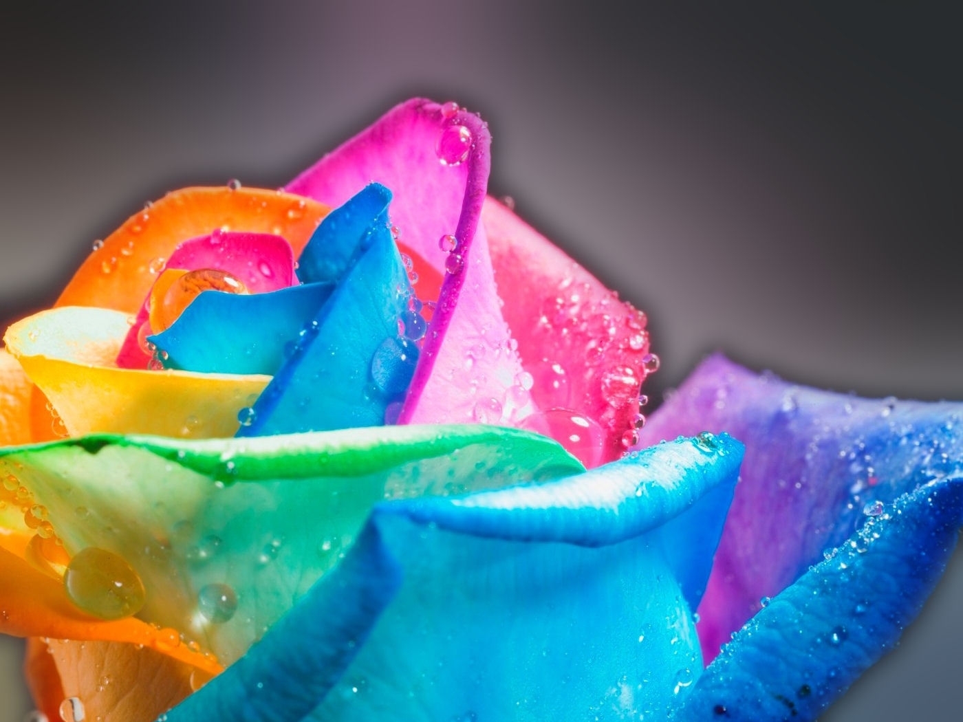 Laden Sie das Regenbogen, Pflanzen, Blumen, Kunst, Roses-Bild kostenlos auf Ihren PC-Desktop herunter