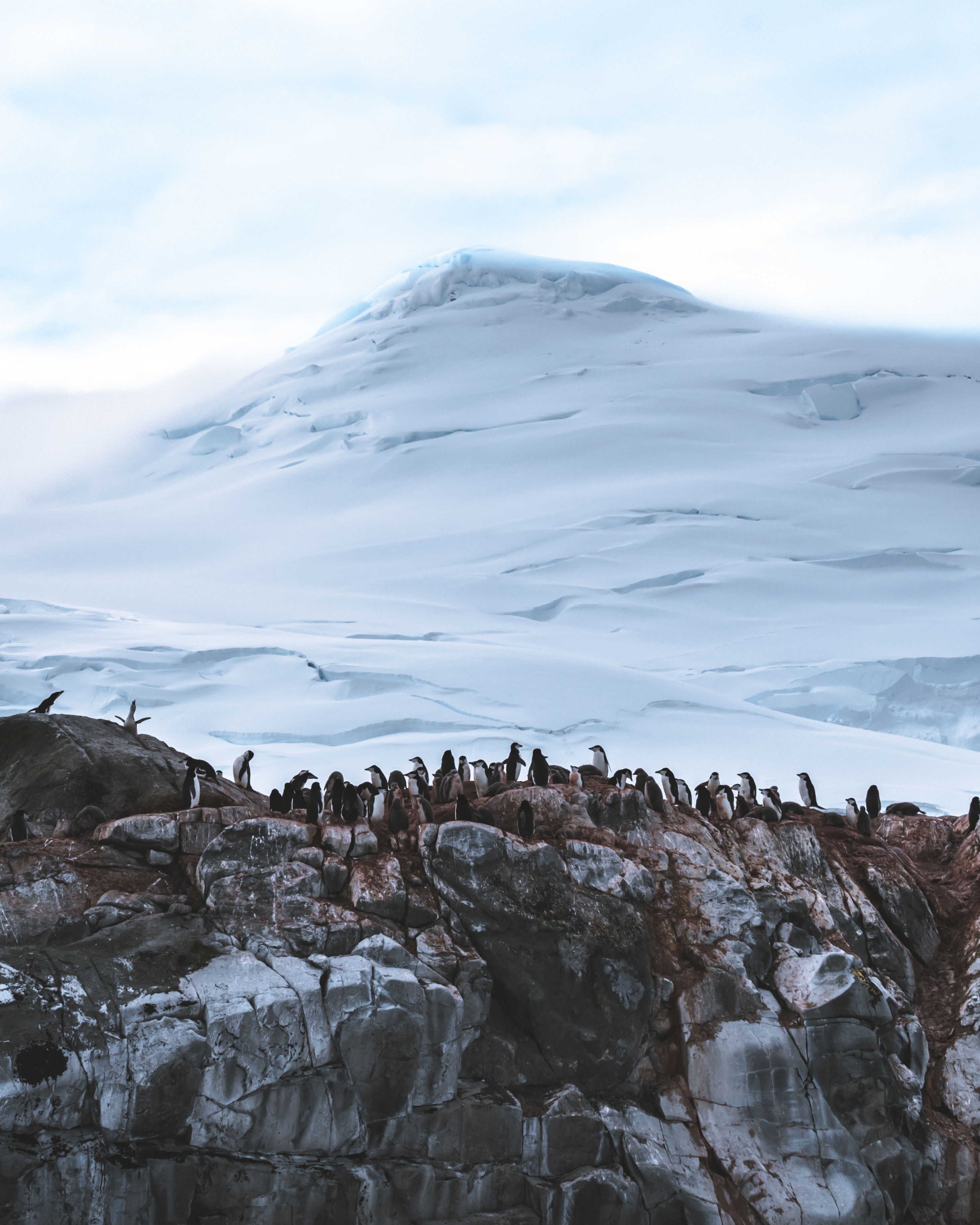 67904 Hintergrundbild herunterladen tiere, pinguins, schnee, berg, gletscher, antarktis - Bildschirmschoner und Bilder kostenlos