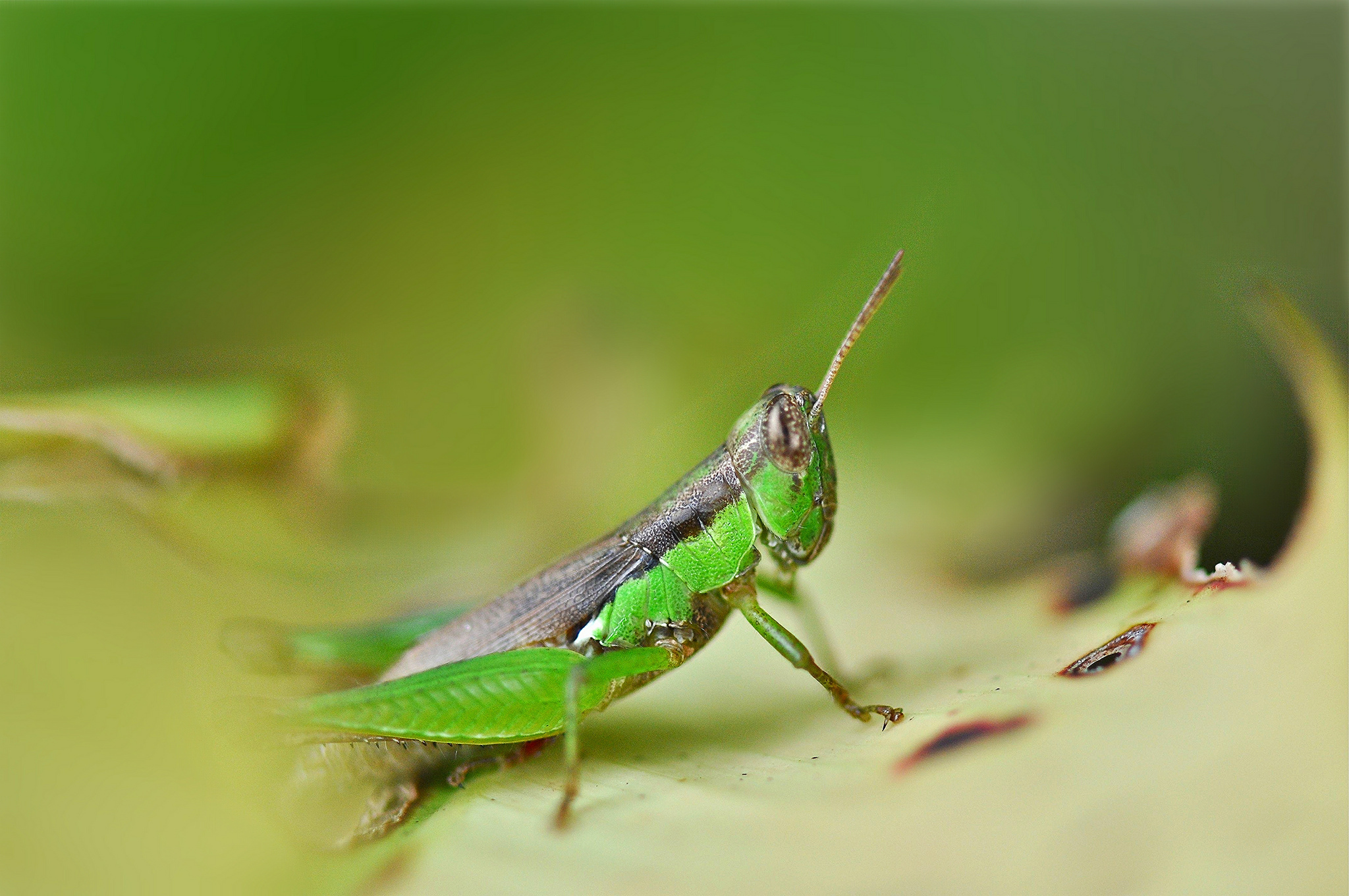 animal, grasshopper wallpapers for tablet
