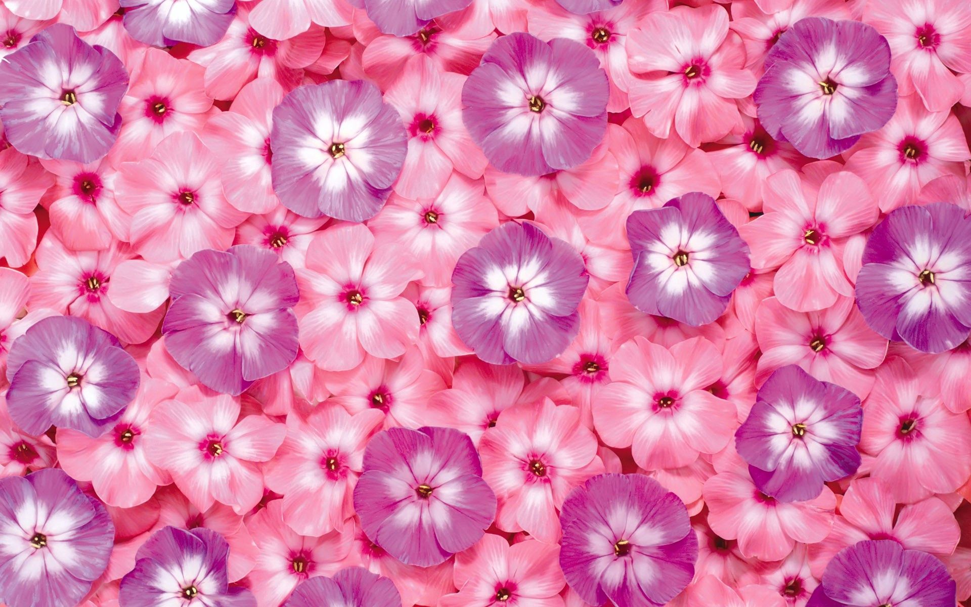 bright, pink, flowers, lilac, purple, small cellphone