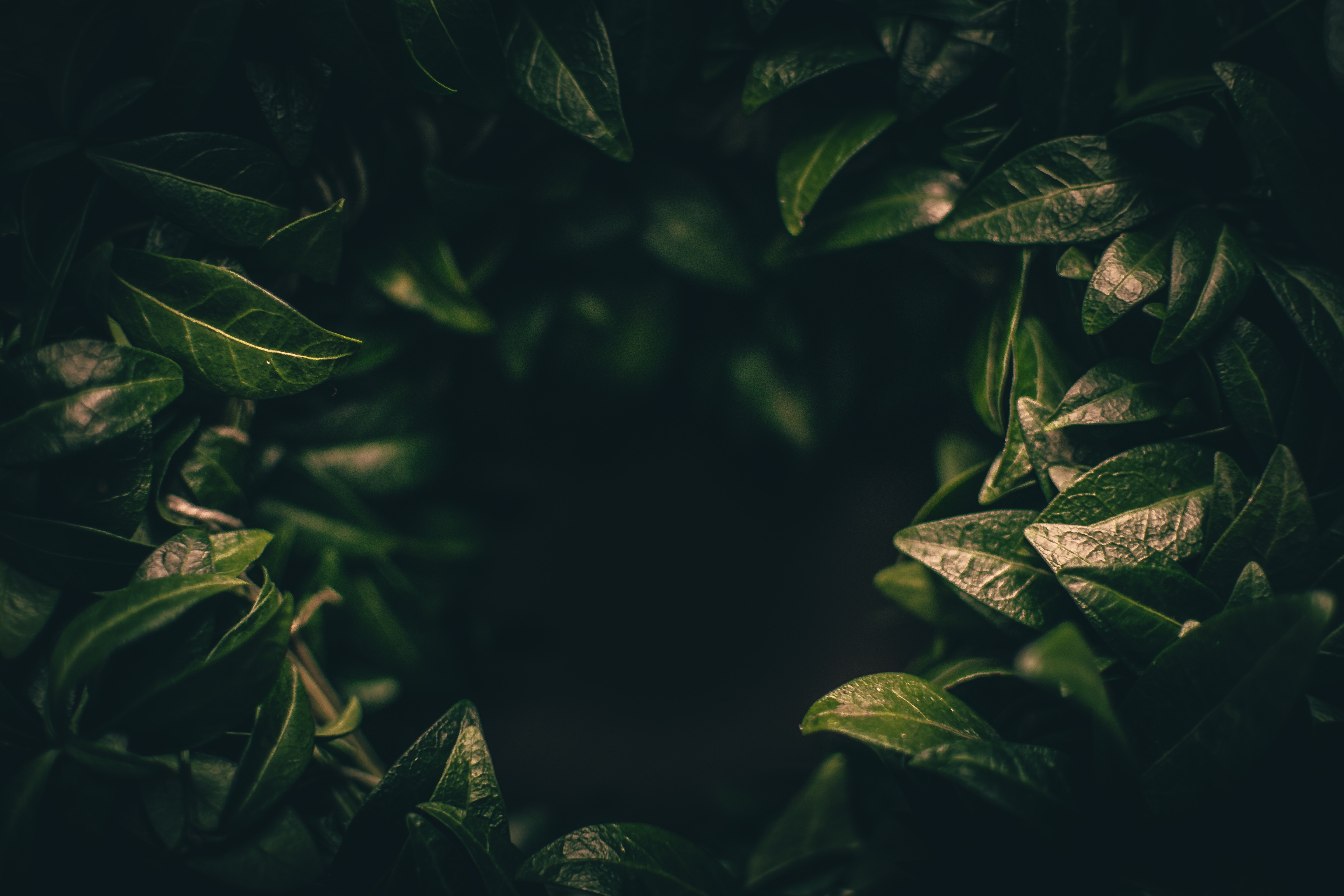 plant, nature, leaves, green, dark, blur, smooth, close-up Smartphone Background