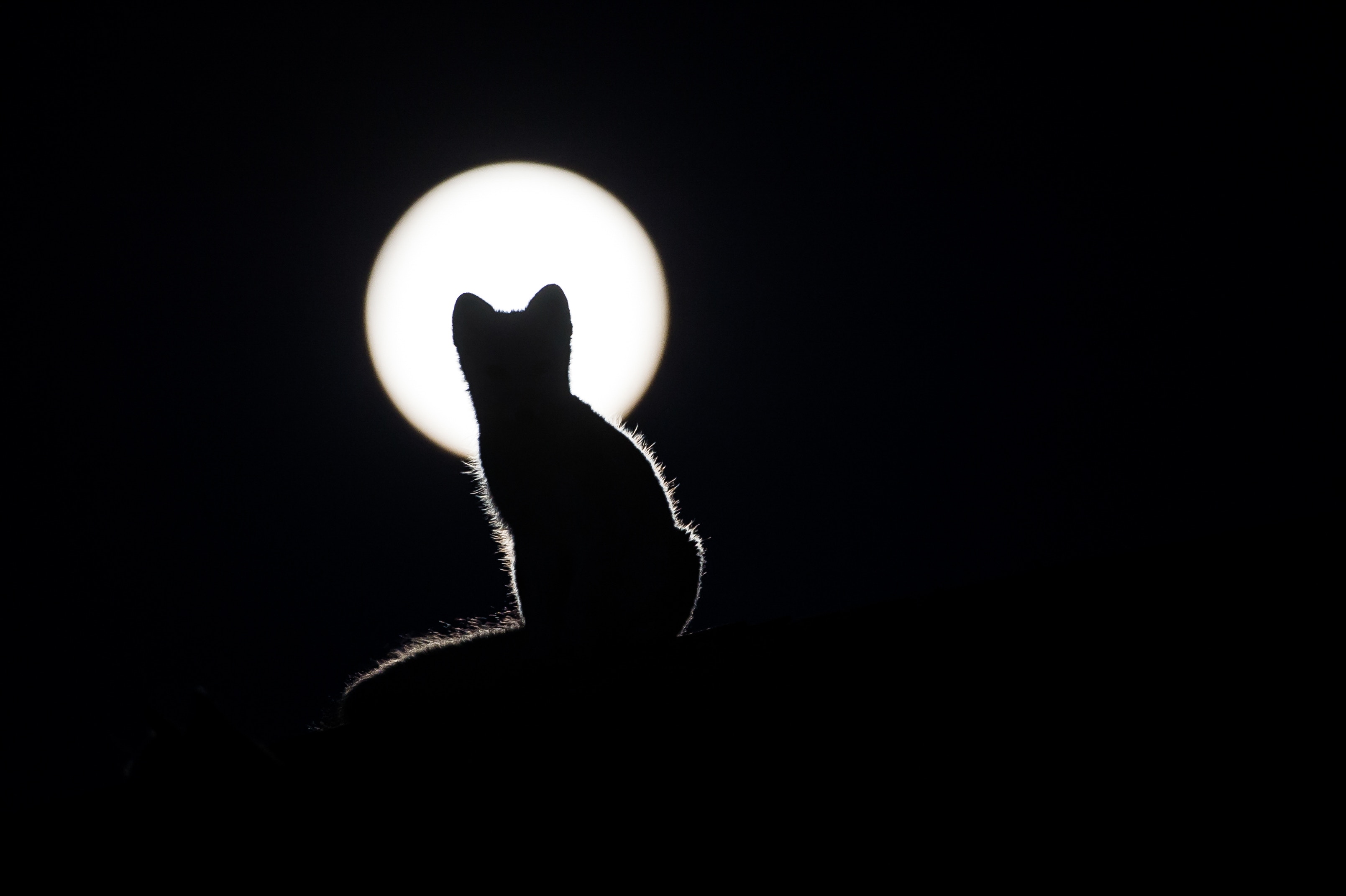 32k Wallpaper Moon kitten, cat, silhouette, kitty