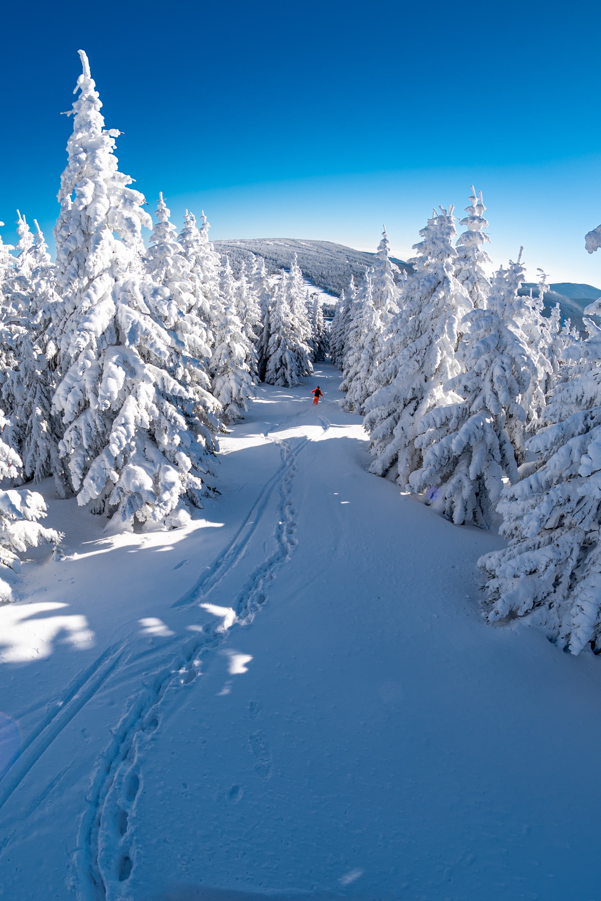 snow, winter, trees, mountain, miscellanea, miscellaneous, descent, skier wallpaper for mobile