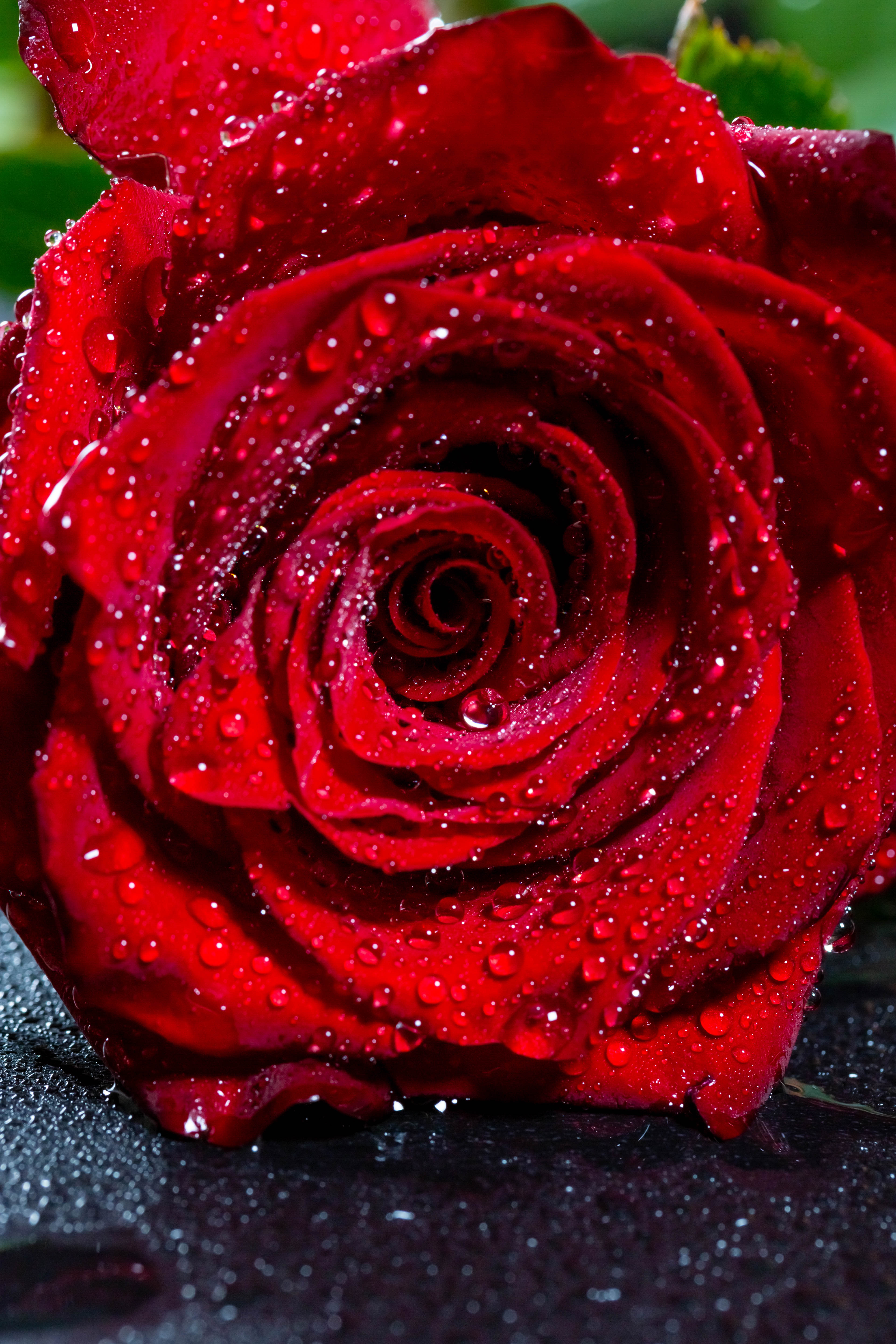 145596 скачать обои цветок, красный, капли, макро, роза, бутон, влажный - заставки и картинки бесплатно
