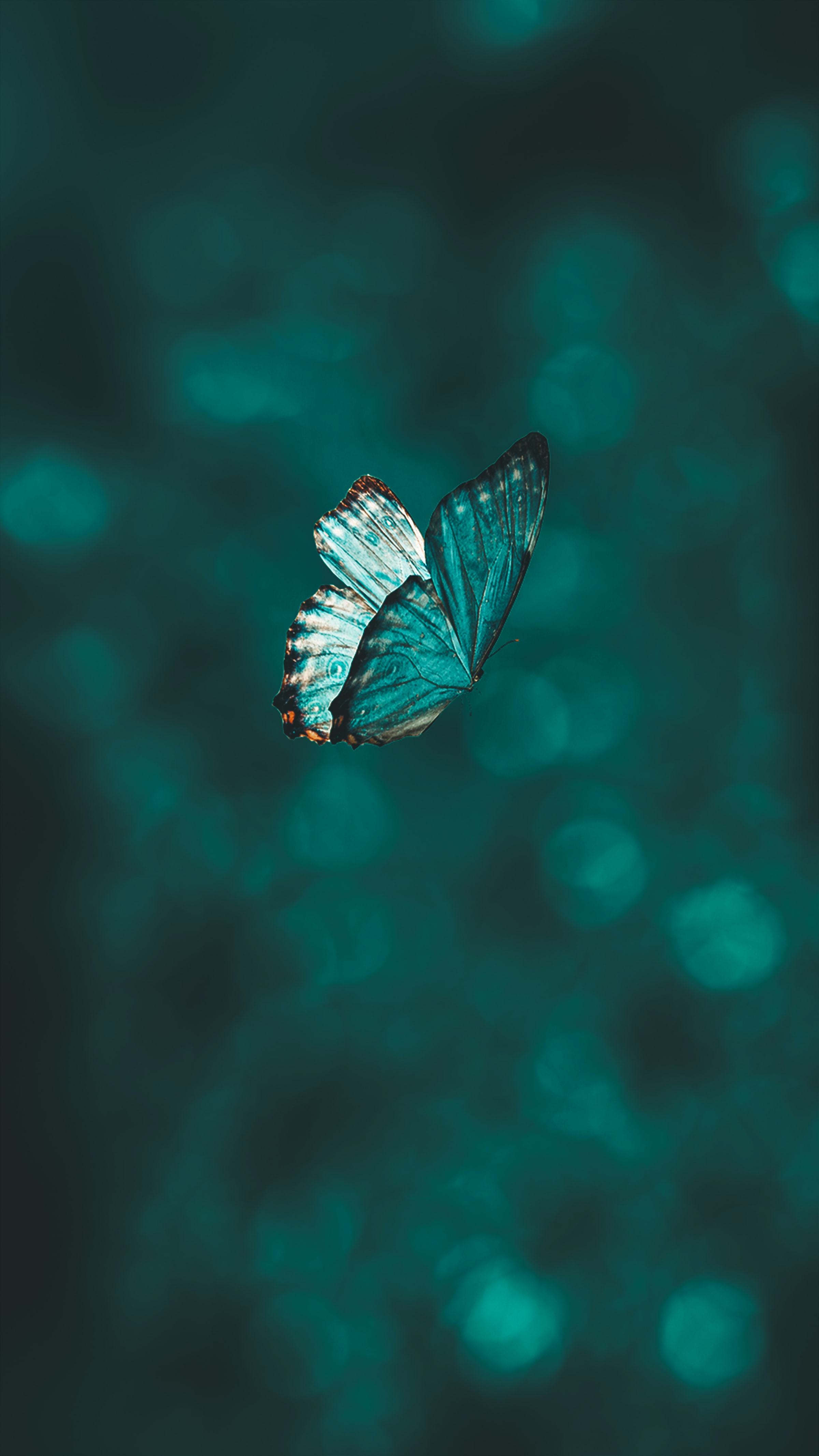 focus, animals, pattern, flight, butterfly, wings wallpaper for mobile