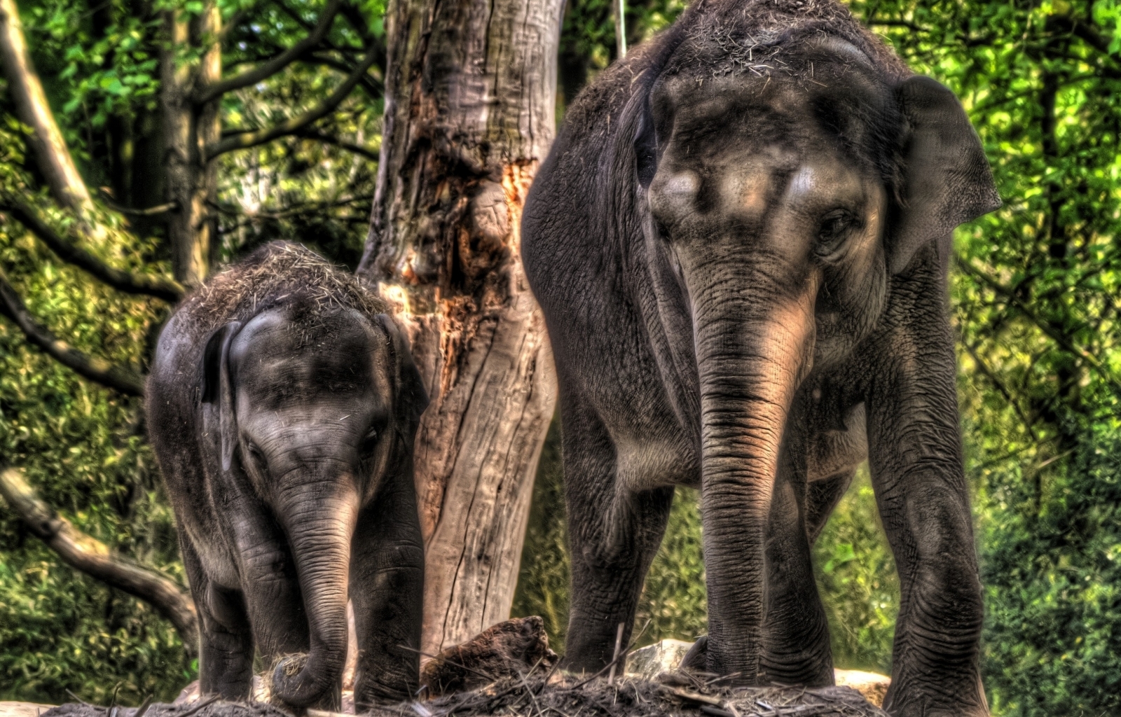 43093 Bild herunterladen tiere, elephants - Hintergrundbilder und Bildschirmschoner kostenlos