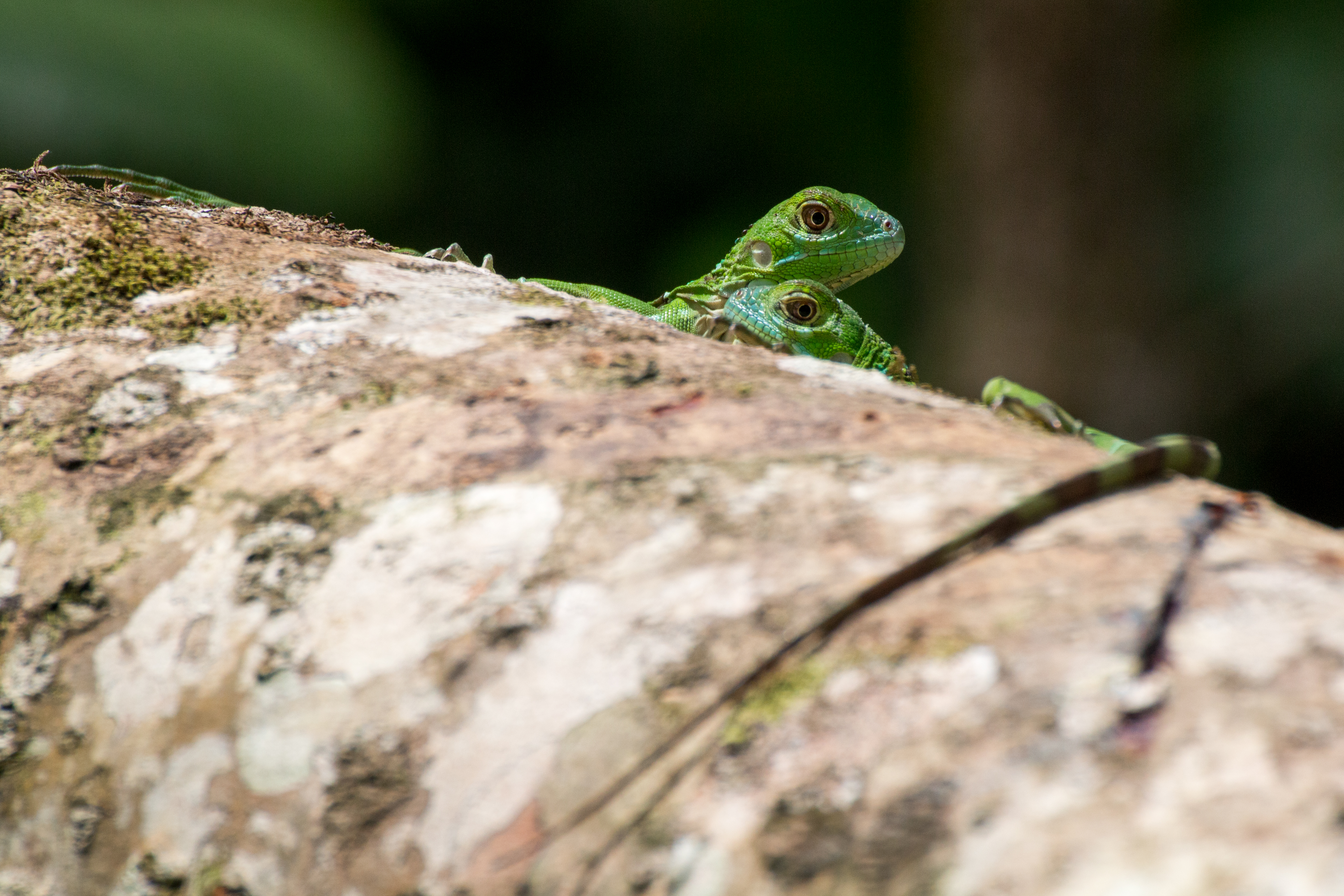 129216 Bild herunterladen tiere, lizards, grün, reptilien - Hintergrundbilder und Bildschirmschoner kostenlos