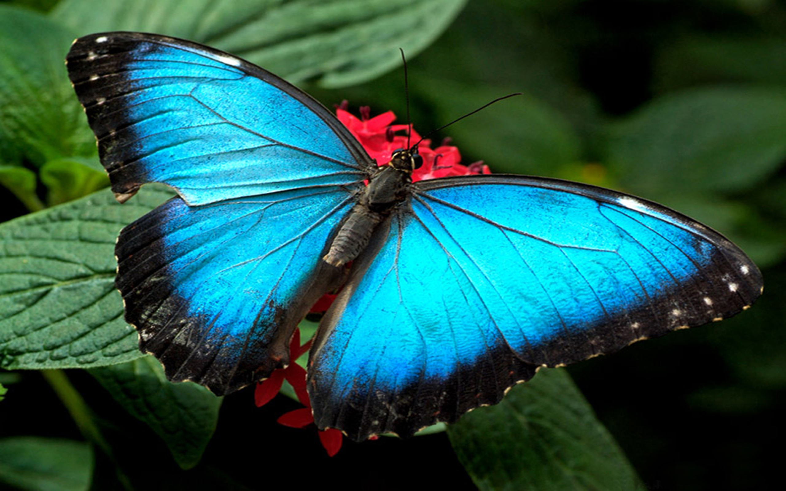 blue, leaf, animal Butterfly Windows Backgrounds